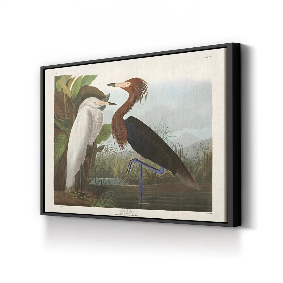 Purple Heron, c. 1836 by John James Audubon canvas print in black frame