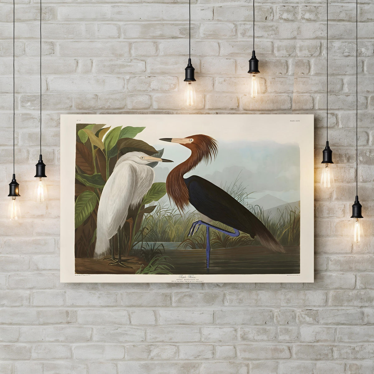 Purple Heron, c. 1836 by John James Audubon canvas print displayed on a wall with accent lighting