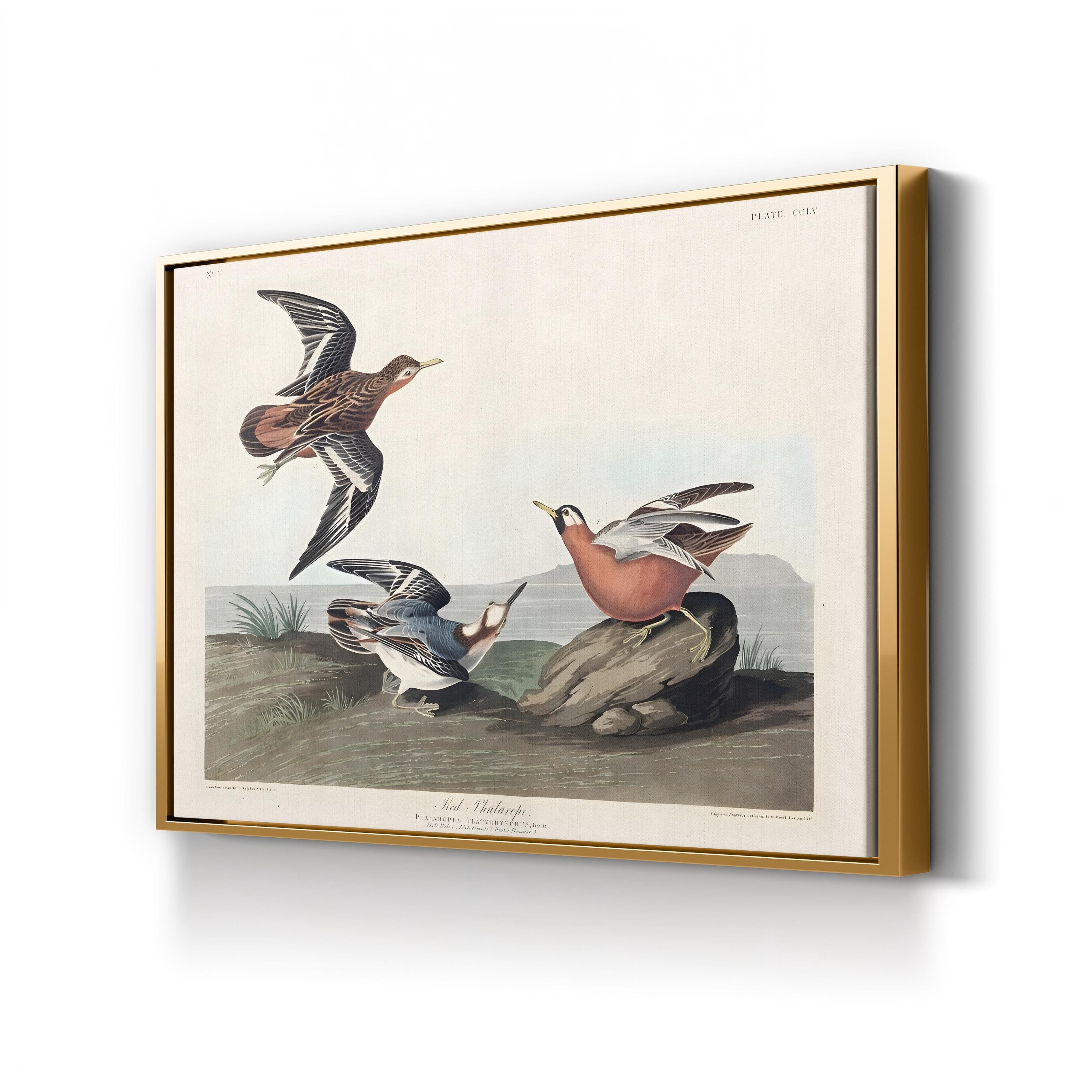 Red Phalarope Wall Art – Audubon Vintage Wildlife Bird Illustration Print