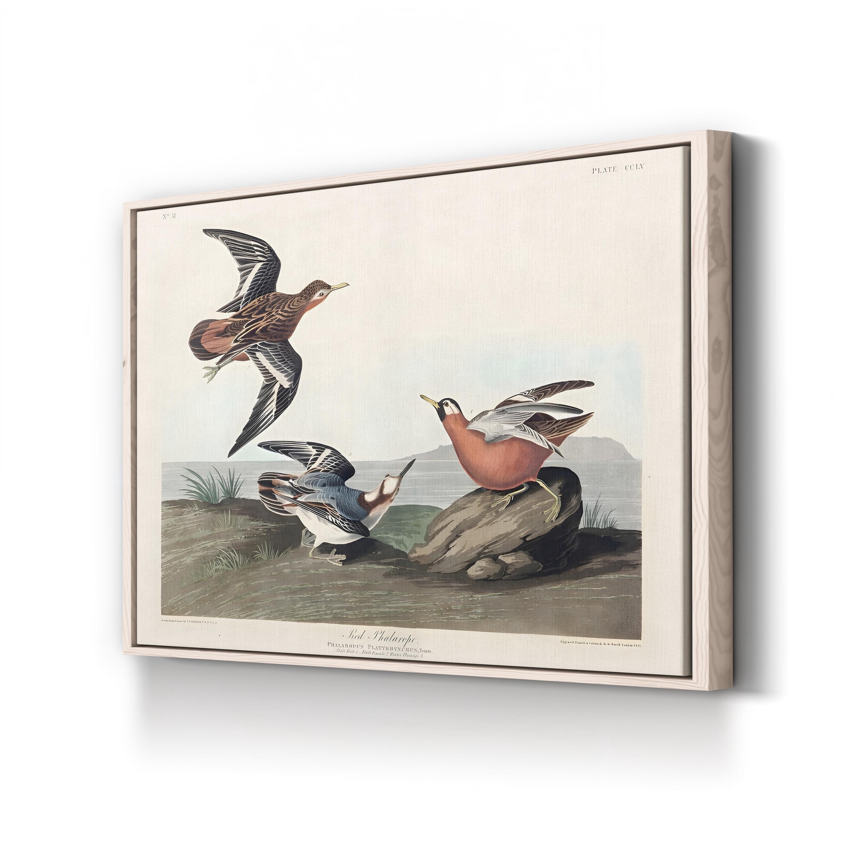Red Phalarope Wall Art – Audubon Vintage Wildlife Bird Illustration Print