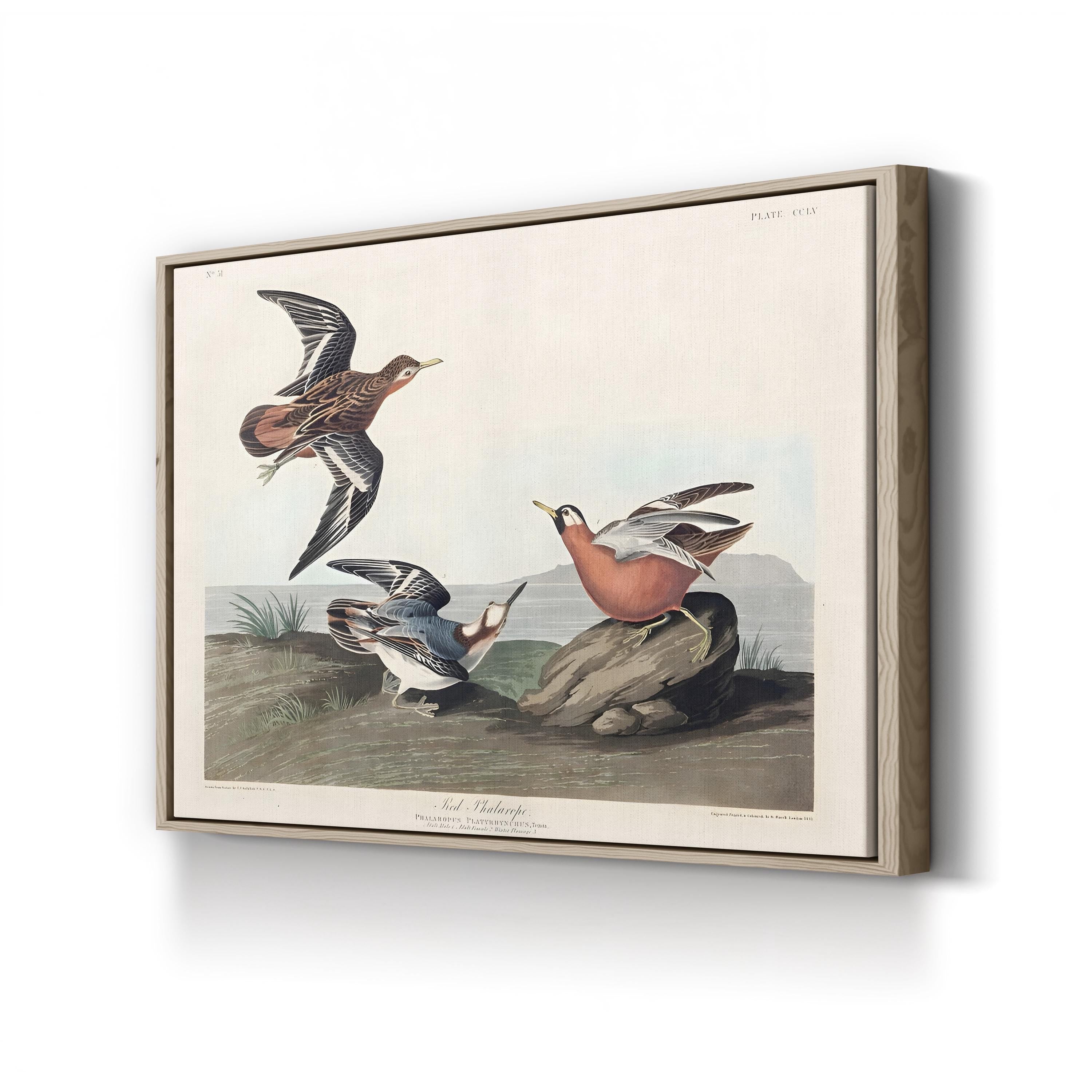 Red Phalarope Wall Art – Audubon Vintage Wildlife Bird Illustration Print