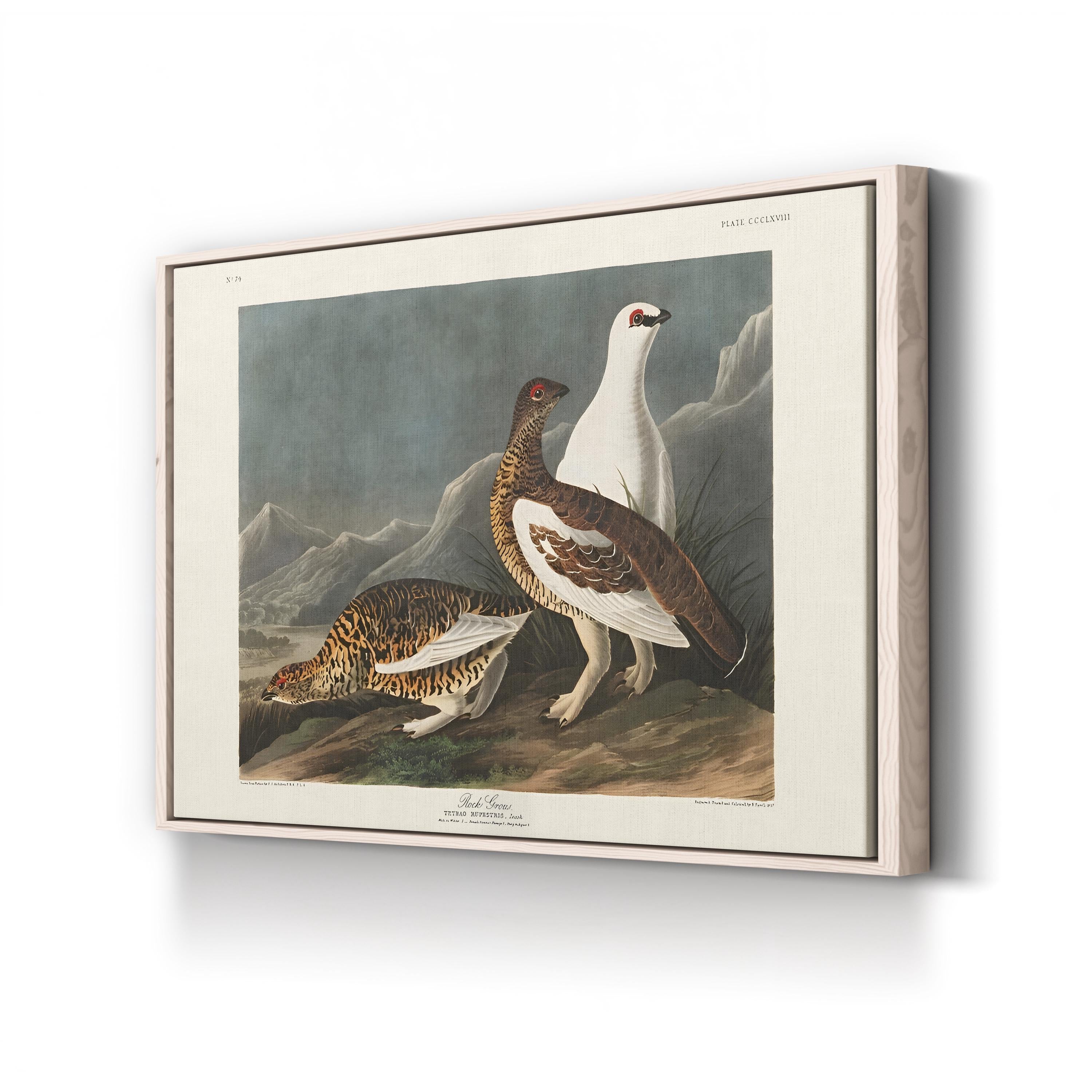 Vintage Rock Grouse – Period Illustration Wall Art | 19th-Century Wildlife Canvas Print