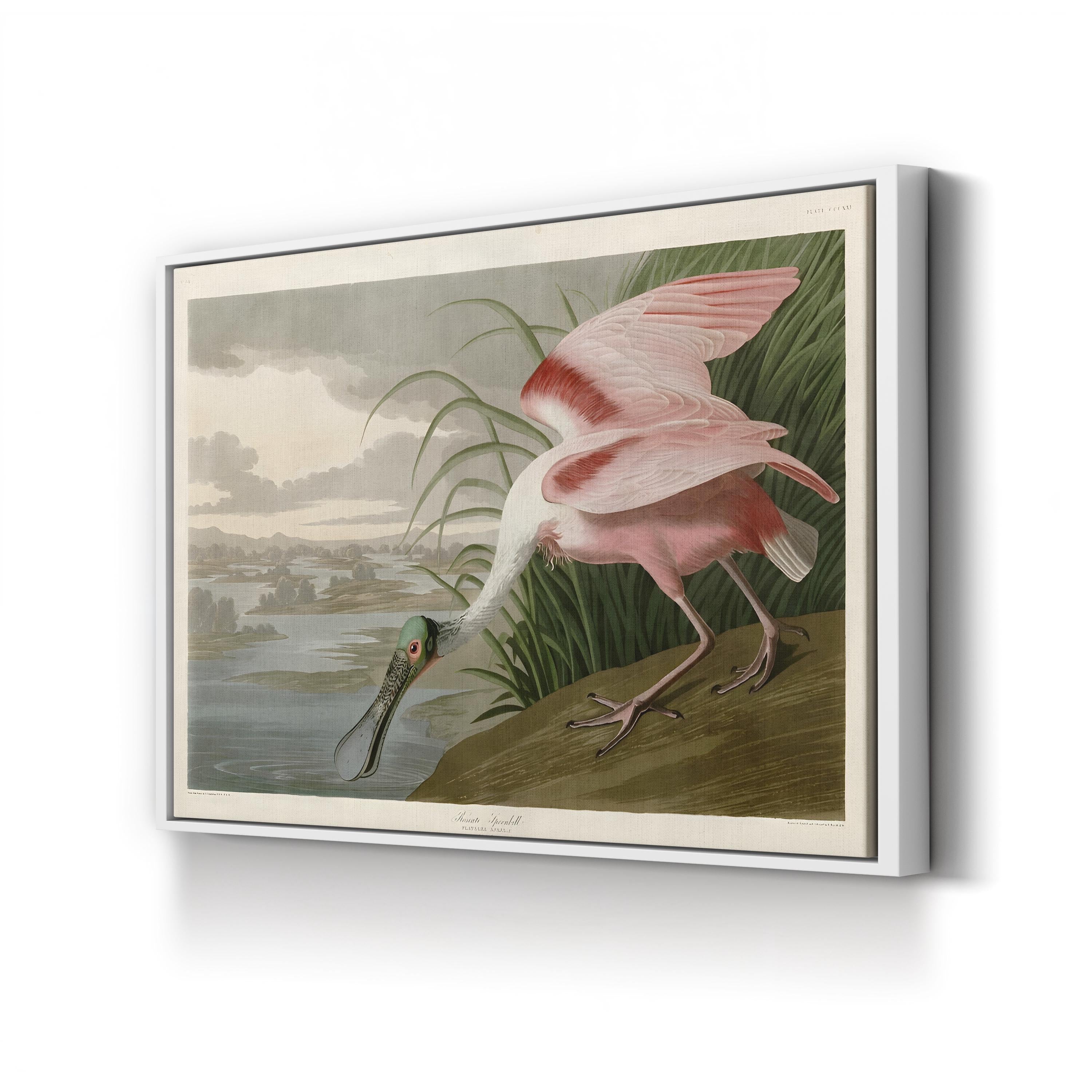 Roseate Spoonbill, Pink Plumage – Period Illustration Wall Art | Coastal Bird Canvas Print