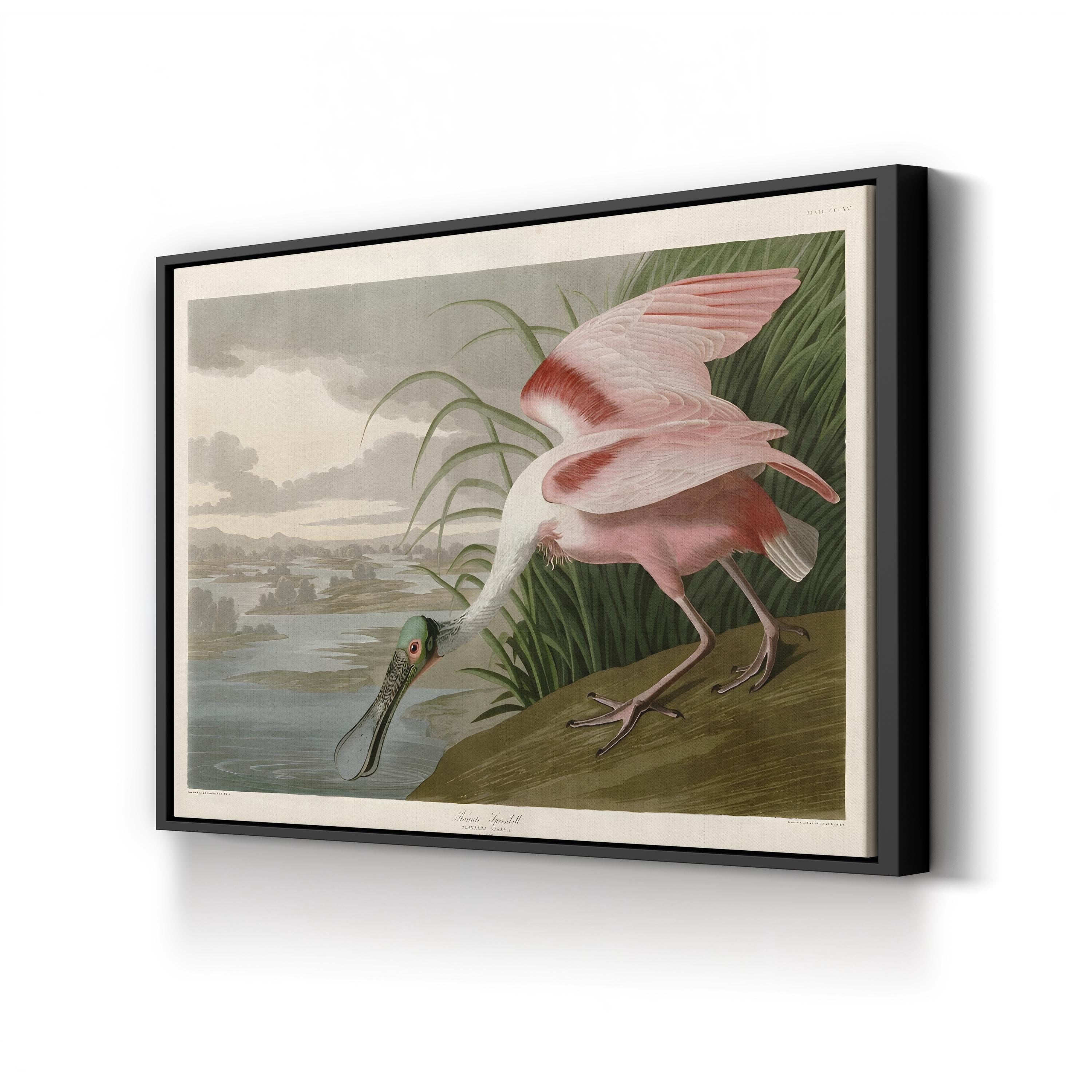 Roseate Spoonbill, Pink Plumage – Period Illustration Wall Art | Coastal Bird Canvas Print