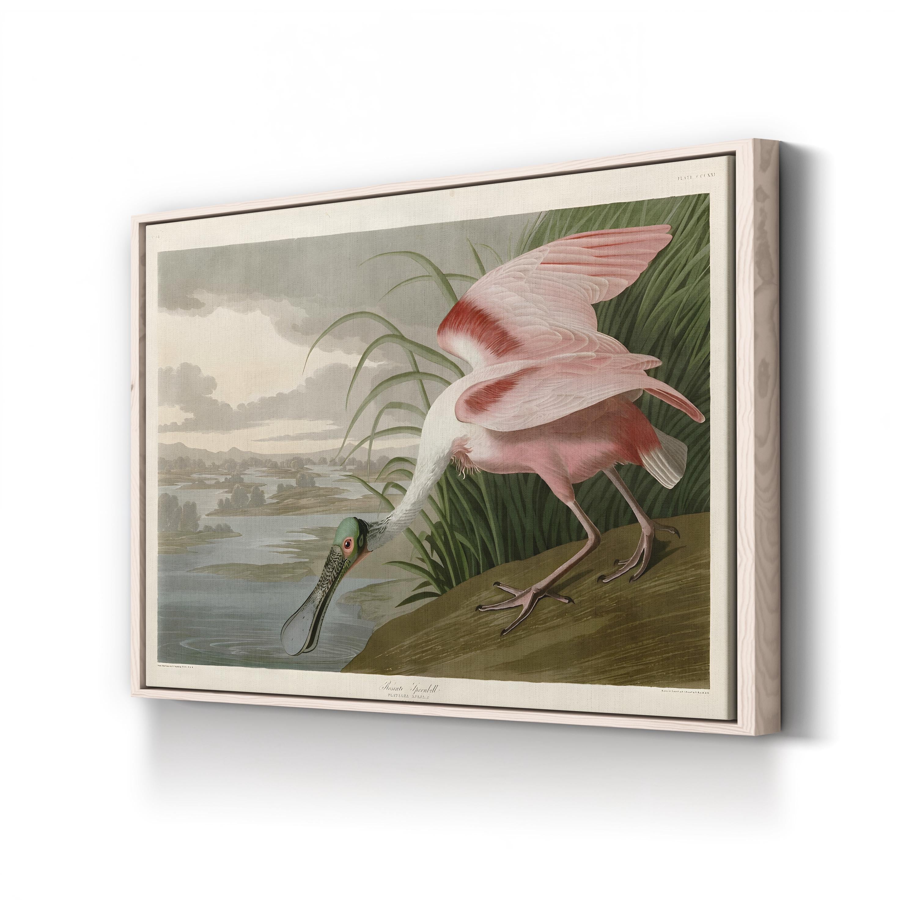 Roseate Spoonbill, Pink Plumage – Period Illustration Wall Art | Coastal Bird Canvas Print