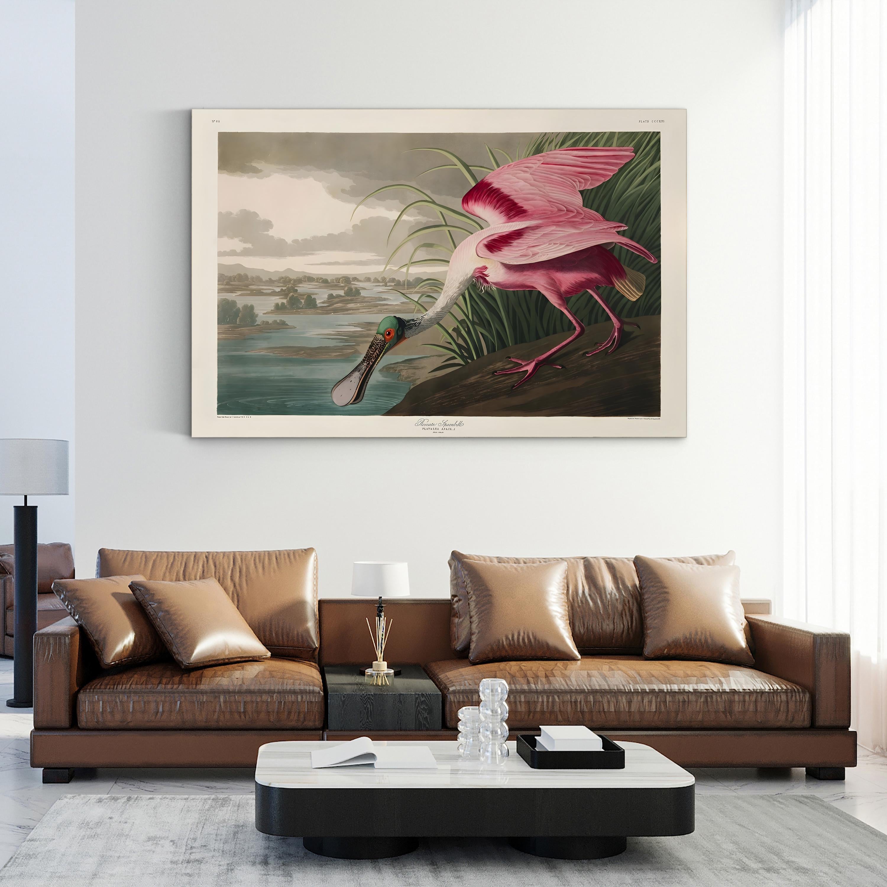 Roseate Spoonbills II Wall Art – Vintage Wildlife Bird Illustration Canvas