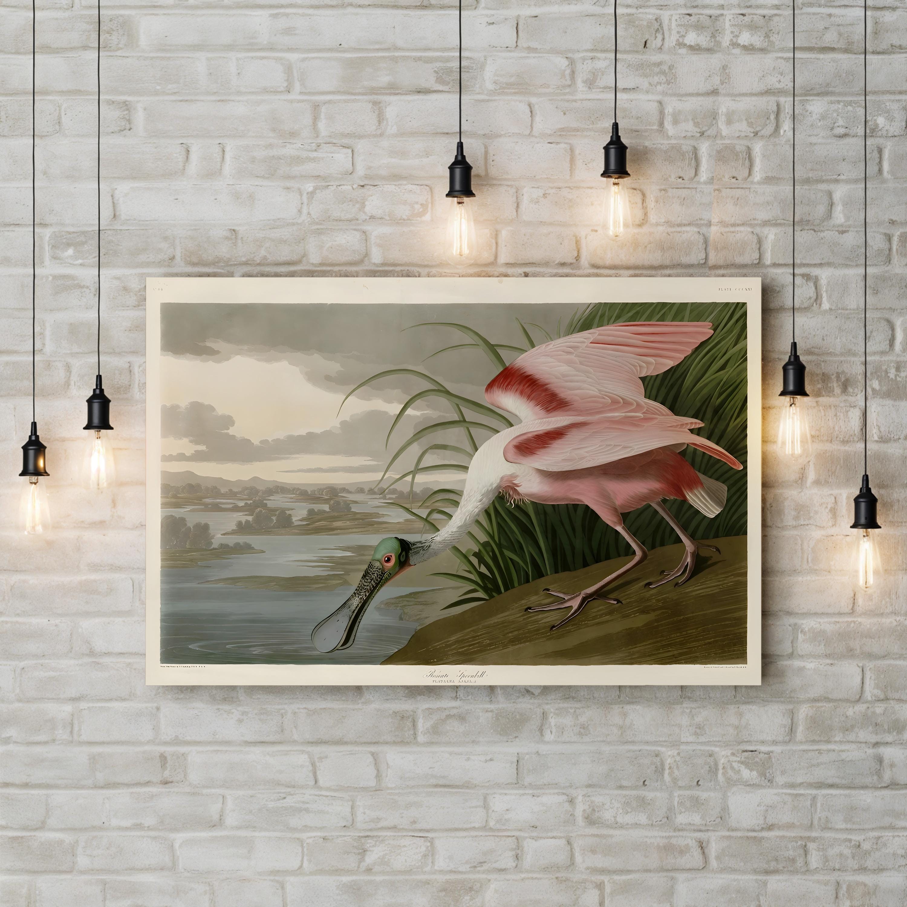 Roseate Spoonbill, Pink Plumage – Period Illustration Wall Art | Coastal Bird Canvas Print
