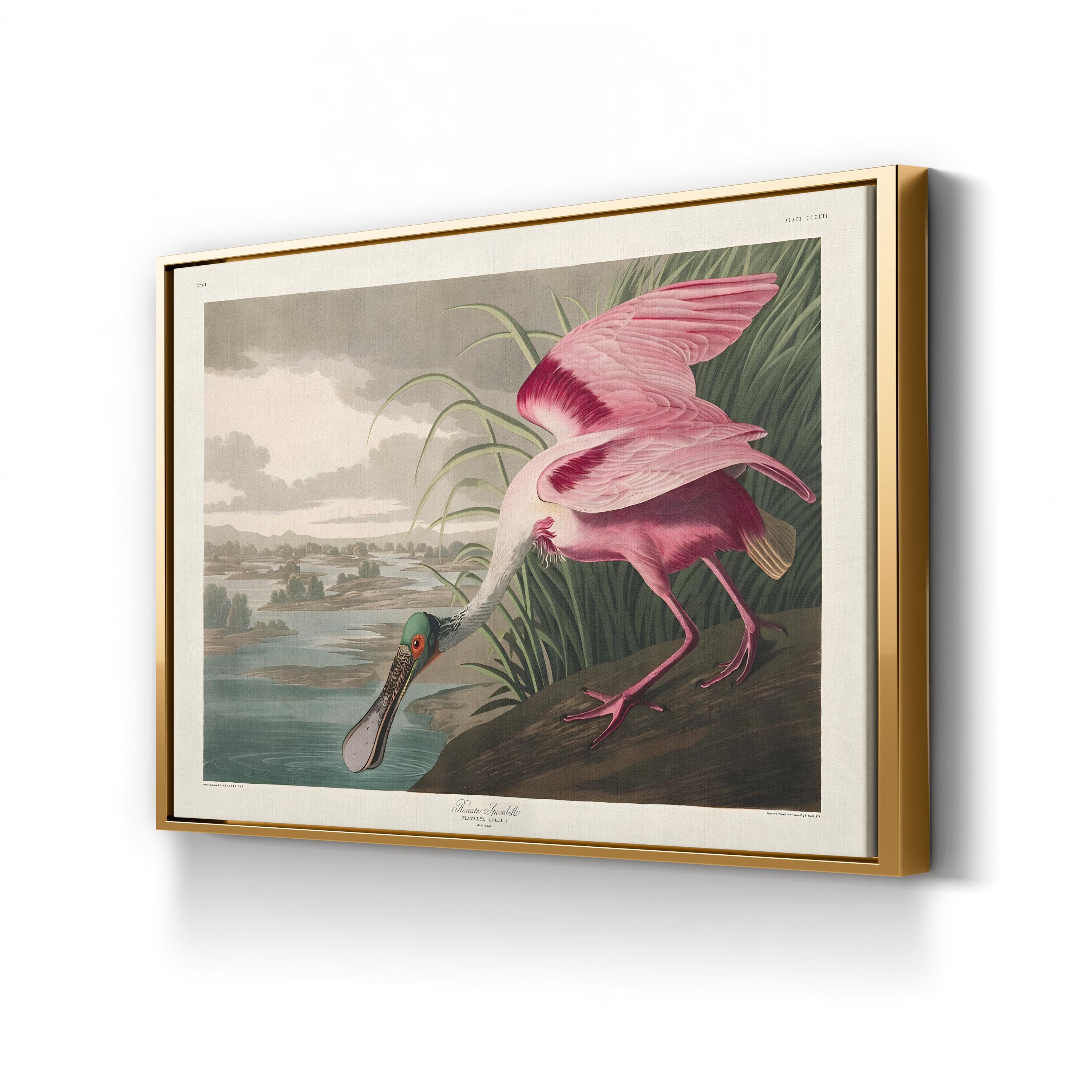 Roseate Spoonbills II Wall Art – Vintage Wildlife Bird Illustration Canvas