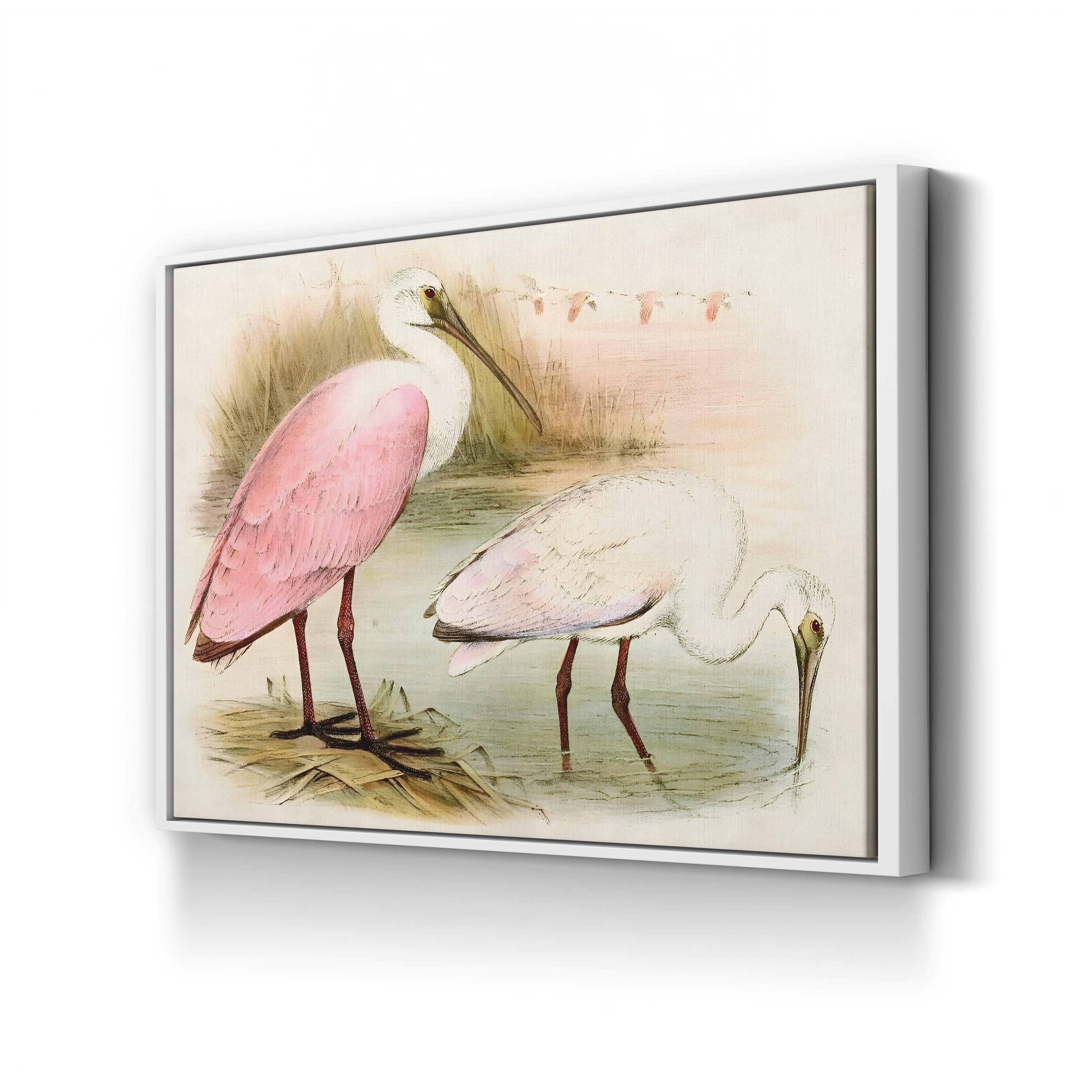 Roseate Spoonbill Elegance – Period Illustration Wall Art | Coastal Bird Canvas Print