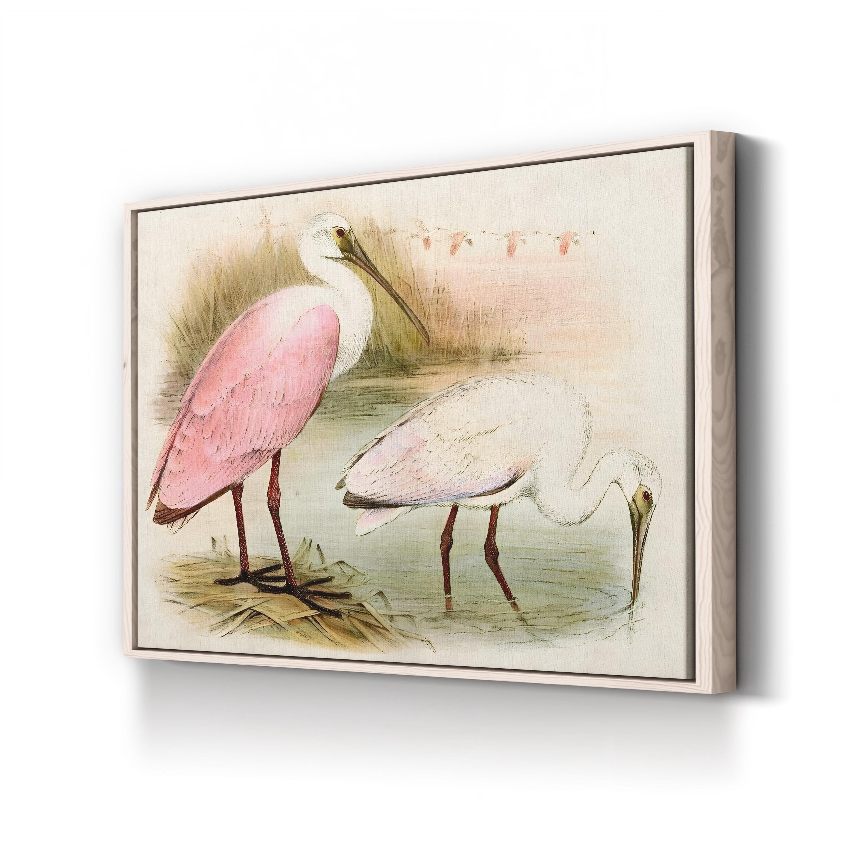 Roseate Spoonbill Elegance – Period Illustration Wall Art | Coastal Bird Canvas Print