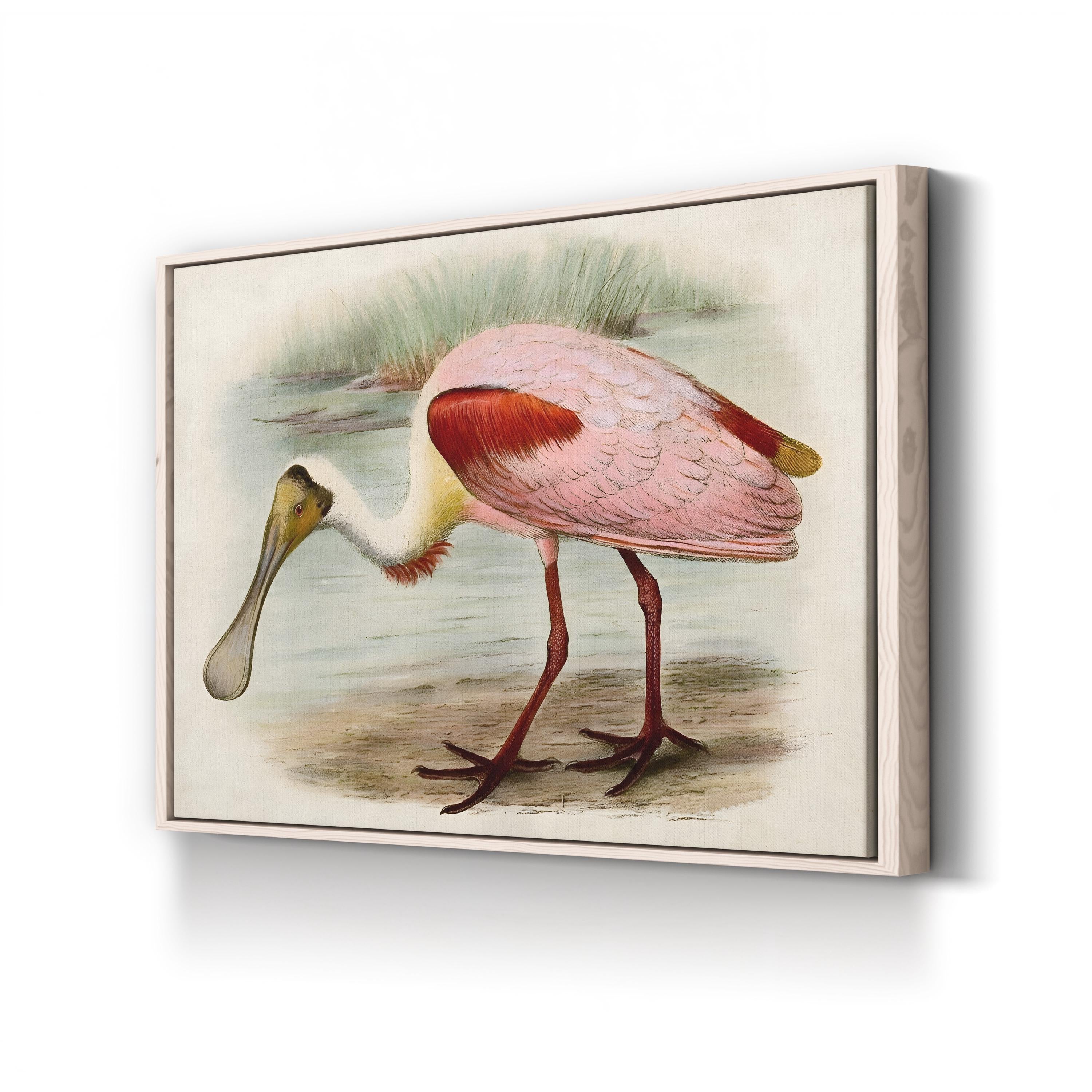 Roseate Spoonbills II Wall Art – Vintage Wildlife Bird Illustration Canvas
