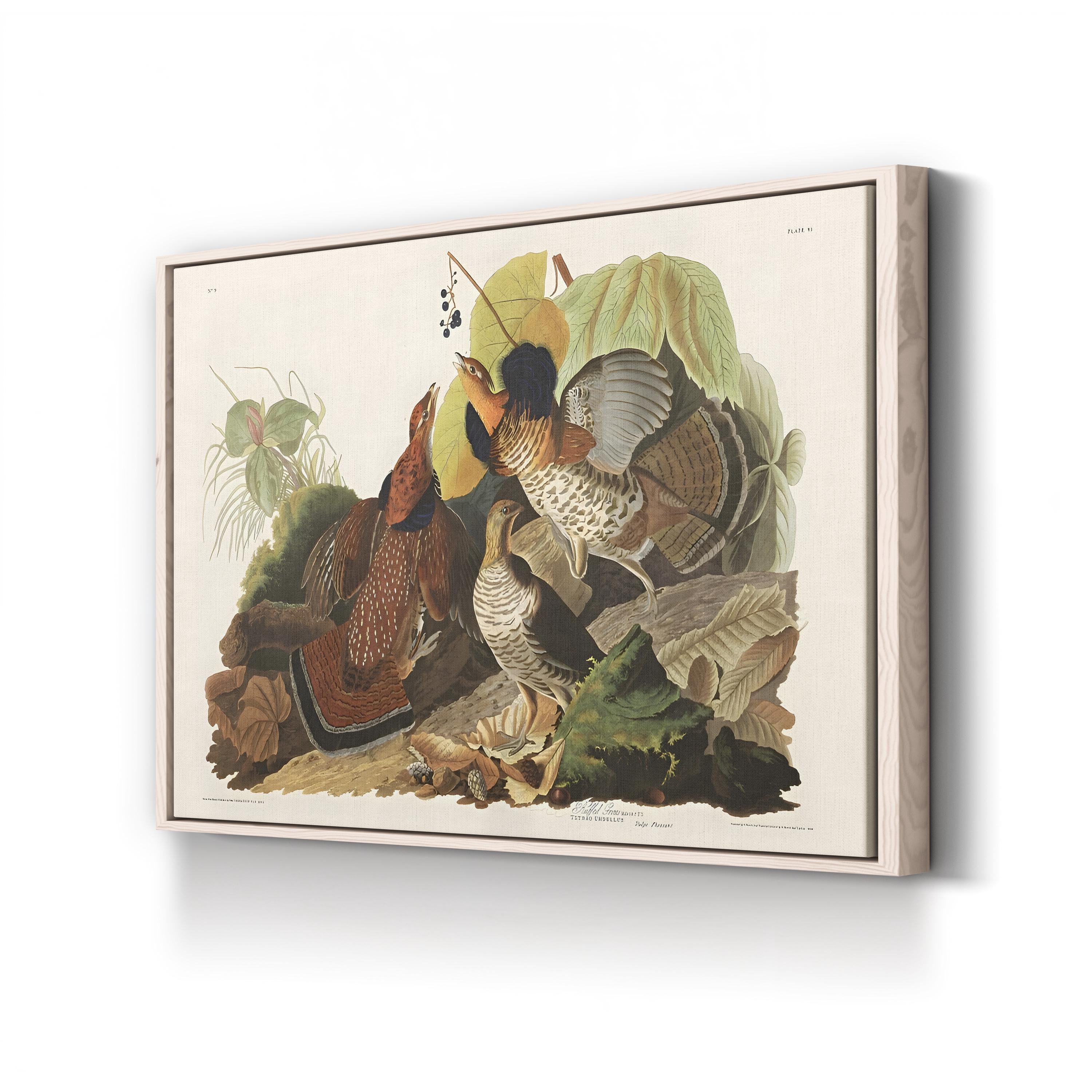 Ruffed Grouse Wall Art by John James Audubon – Classic Wildlife Illustration Canvas
