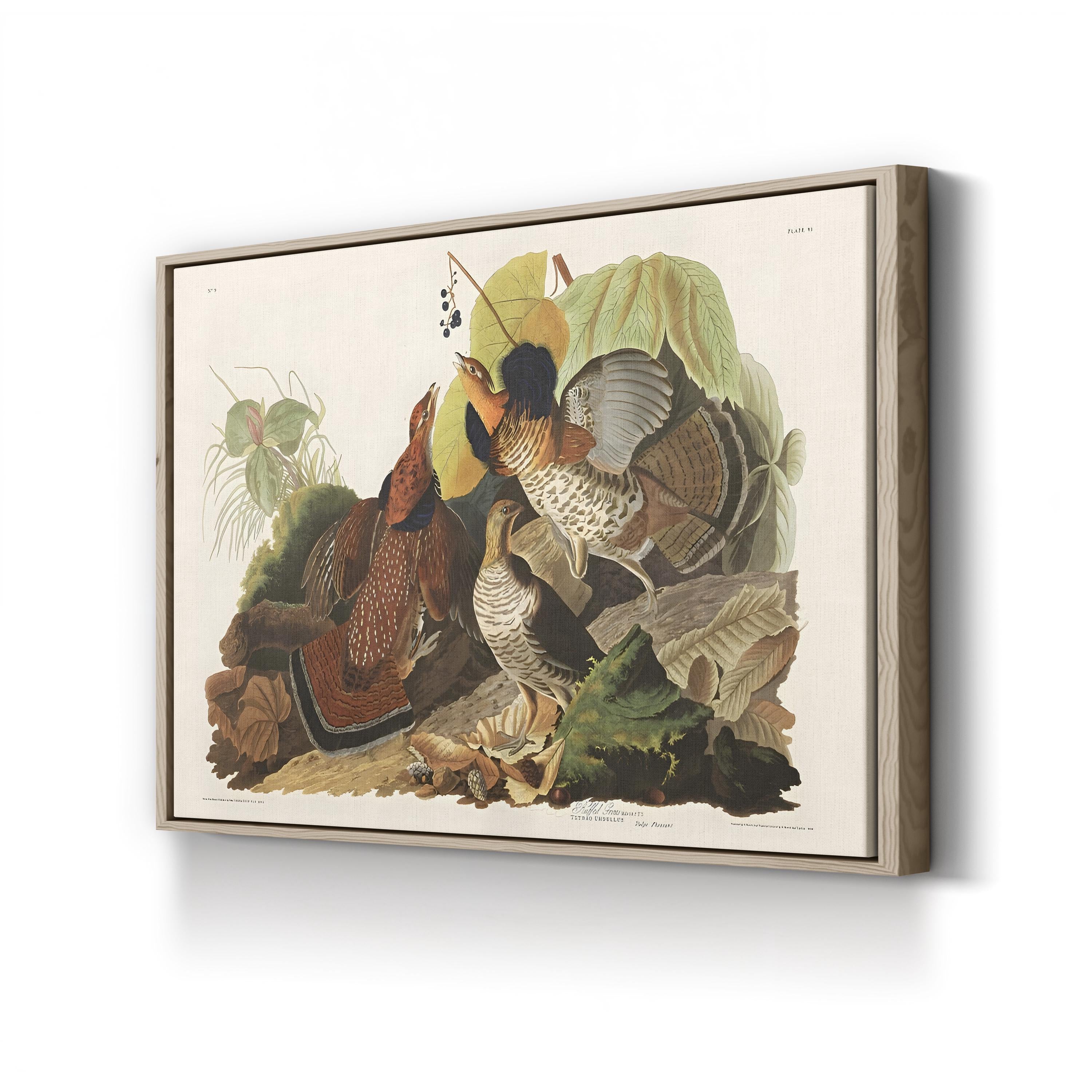 Ruffed Grouse Wall Art by John James Audubon – Classic Wildlife Illustration Canvas