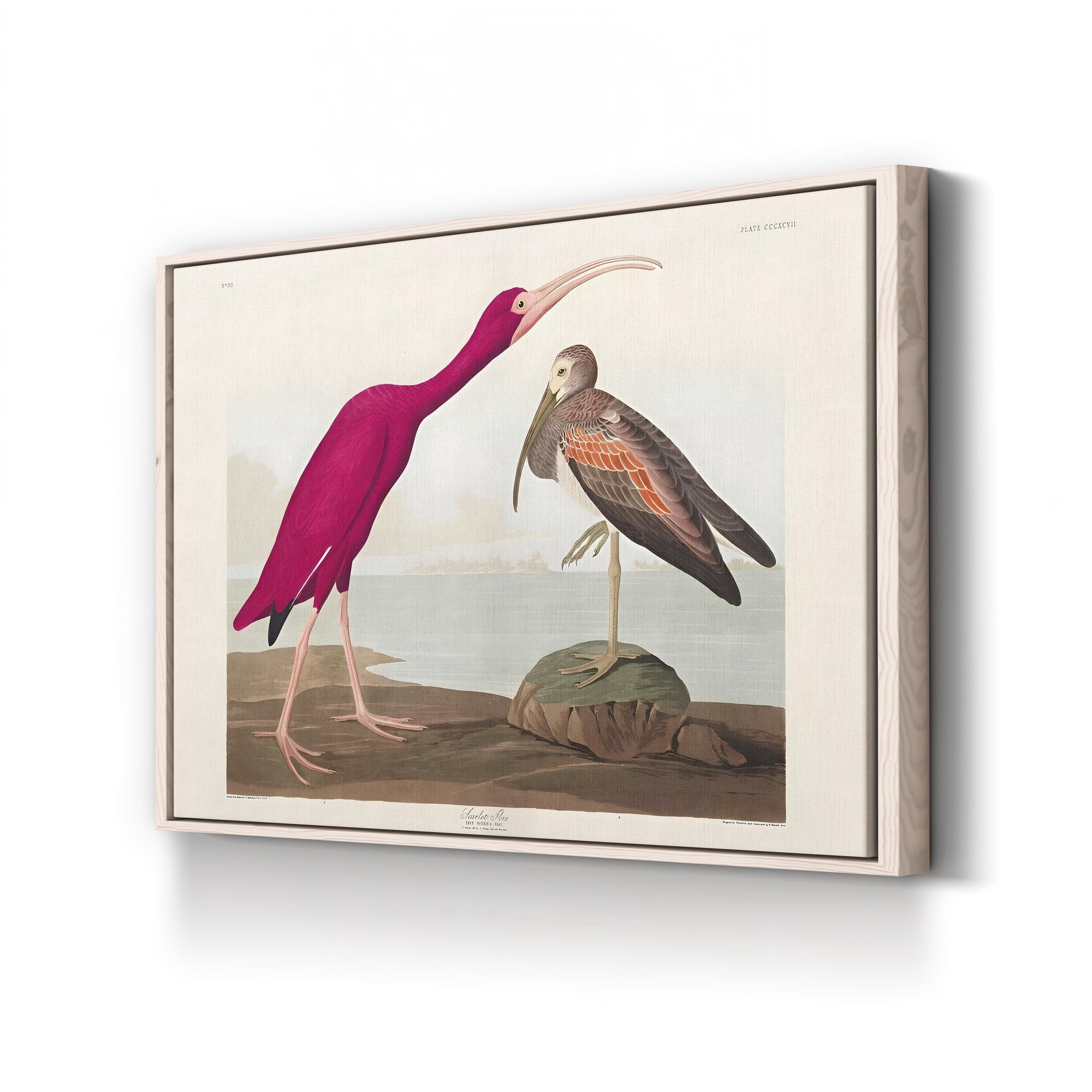 Scarlet Ibis Wall Art by John James Audubon – Classic Ornithological Bird Illustration Canvas