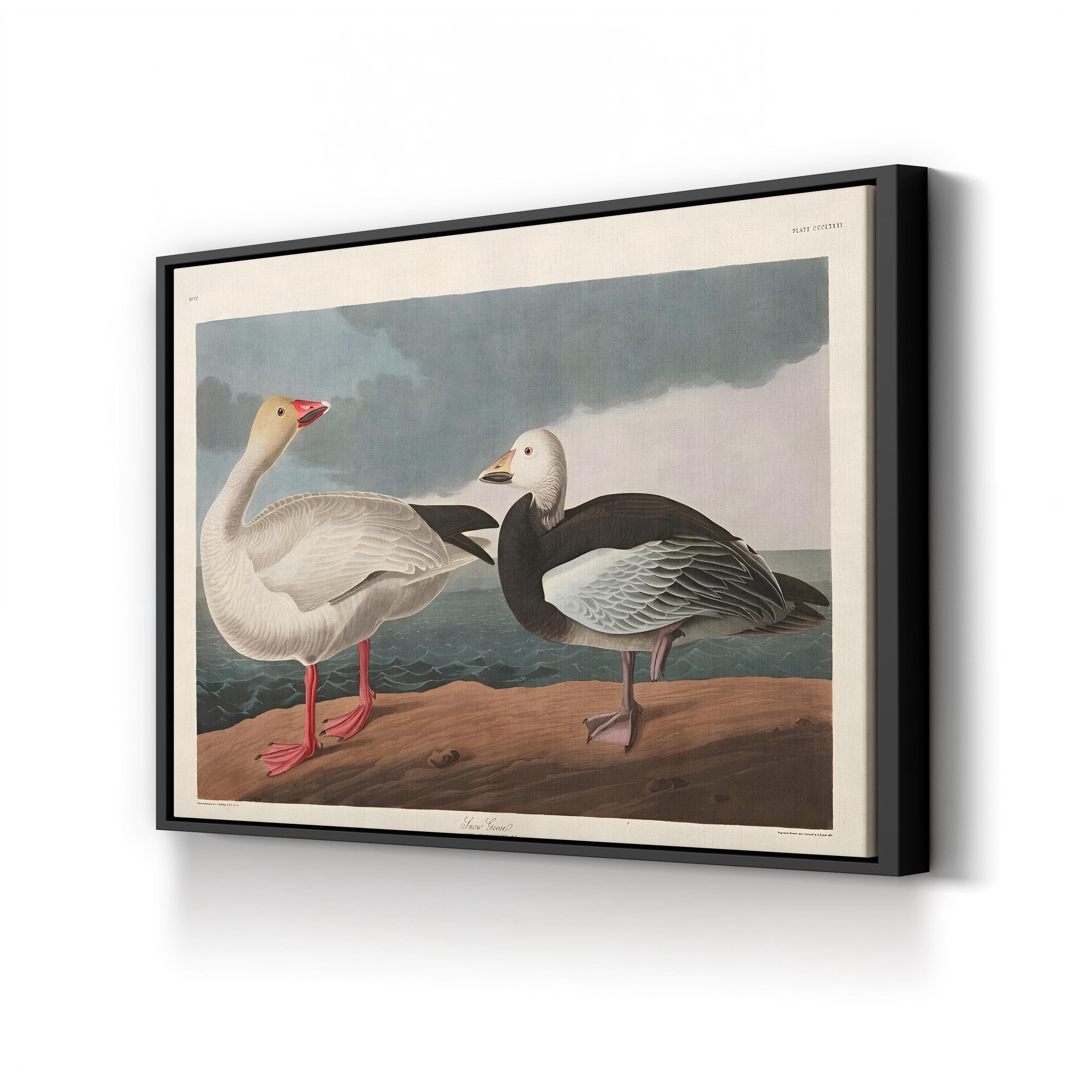 Vintage Snow Goose in Flight – Period Illustration Wall Art | Wildlife Canvas Print
