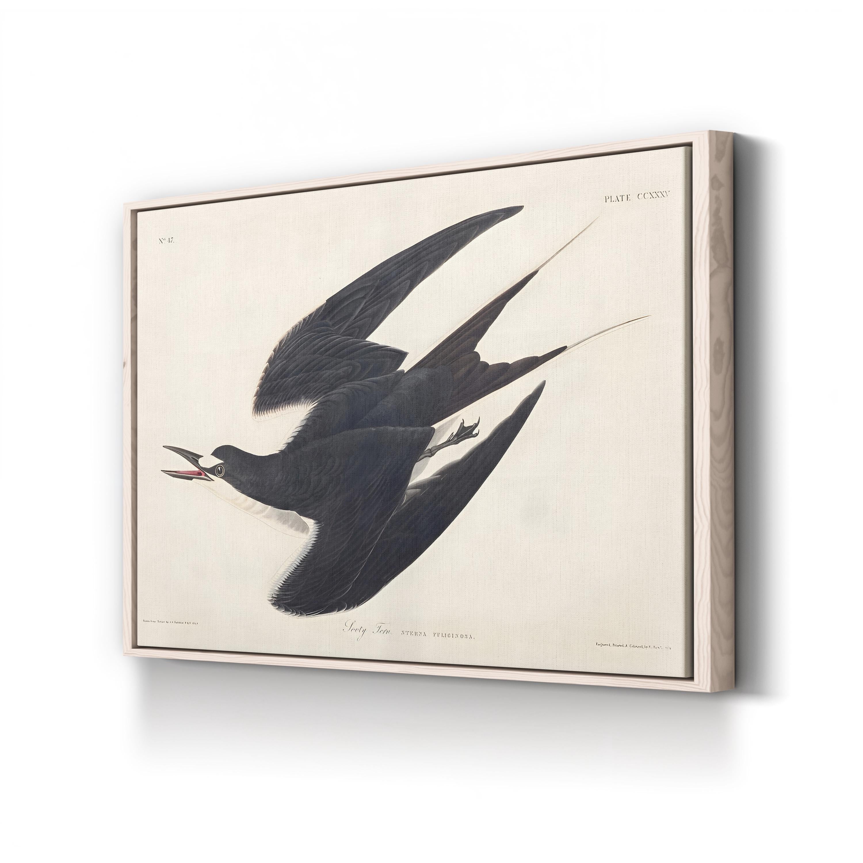 Sooty Tern Wall Art by John James Audubon