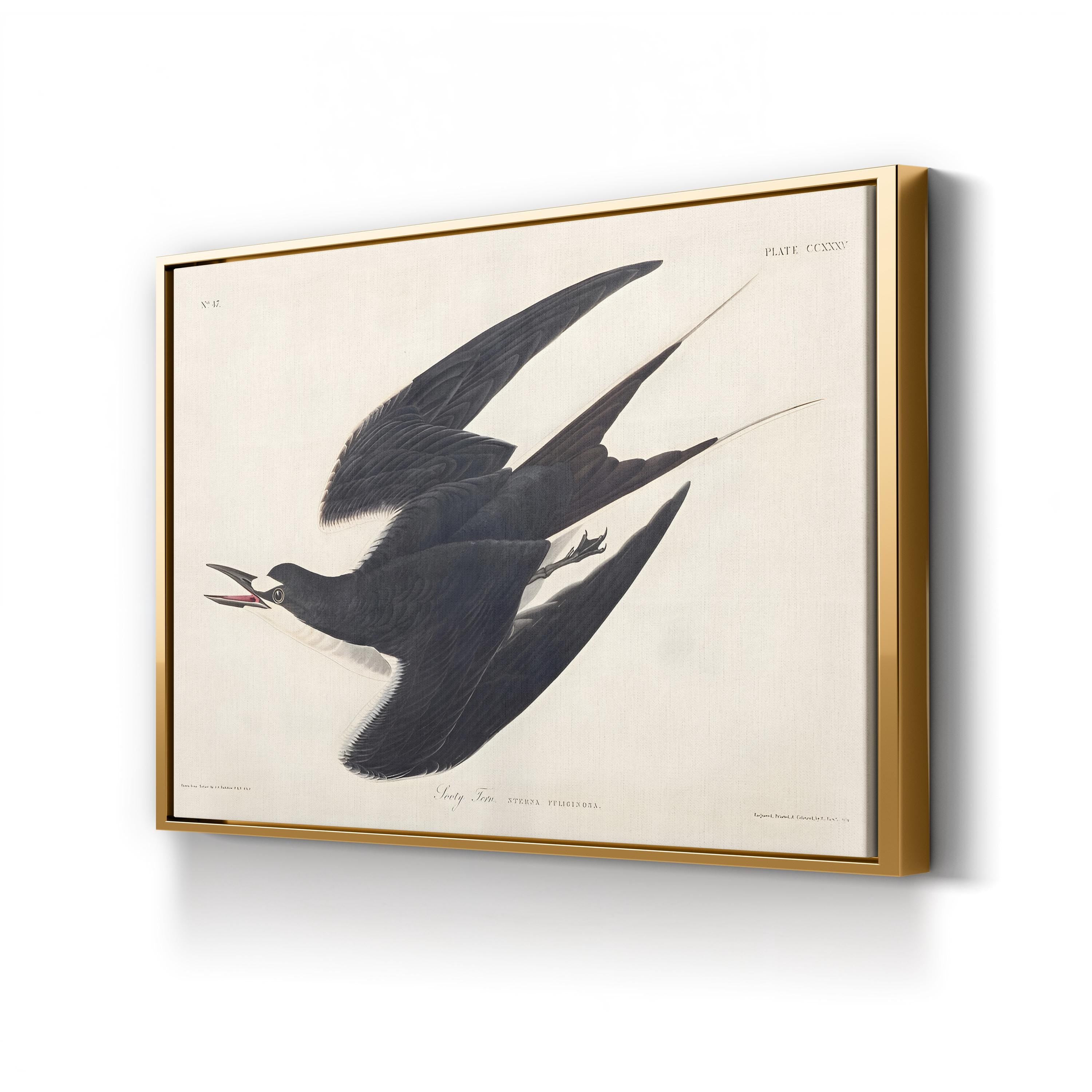 Sooty Tern Wall Art by John James Audubon