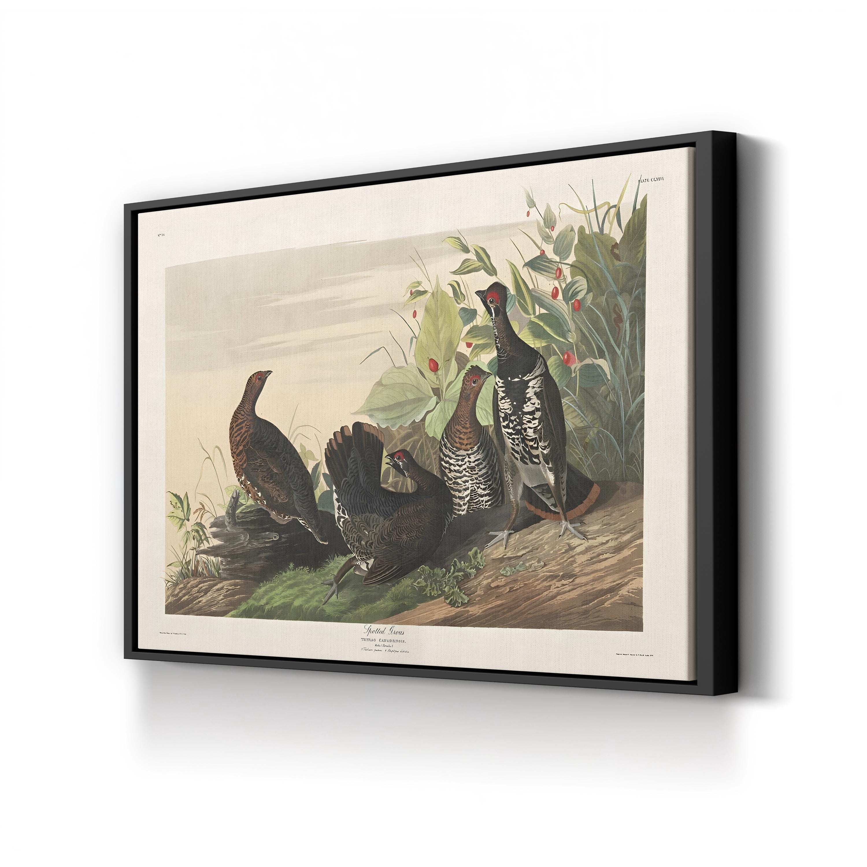 Spotted Grouse, 19th Century – Period Illustration Wall Art | Bird Engraving Canvas Print