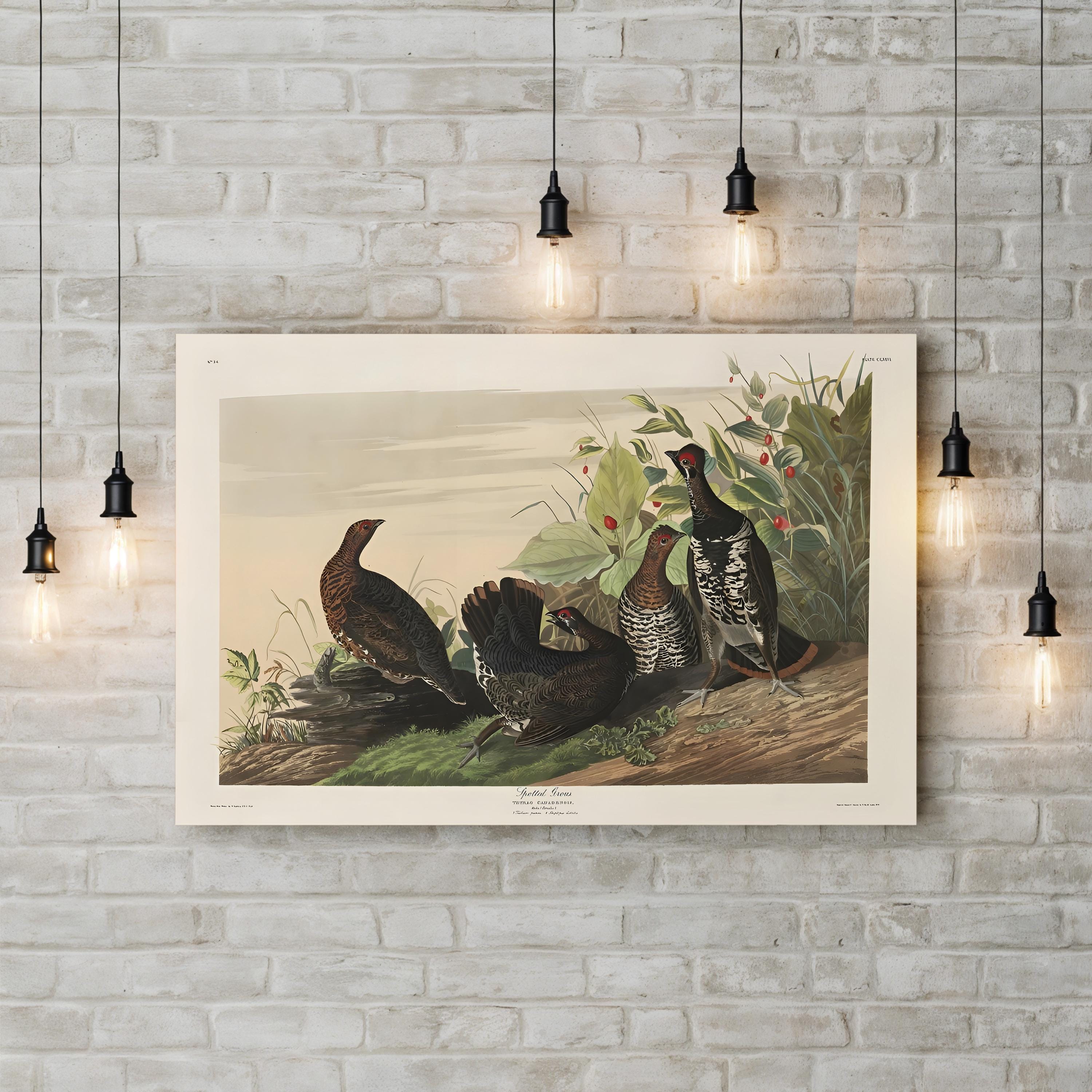 Spotted Grouse, 19th Century – Period Illustration Wall Art | Bird Engraving Canvas Print