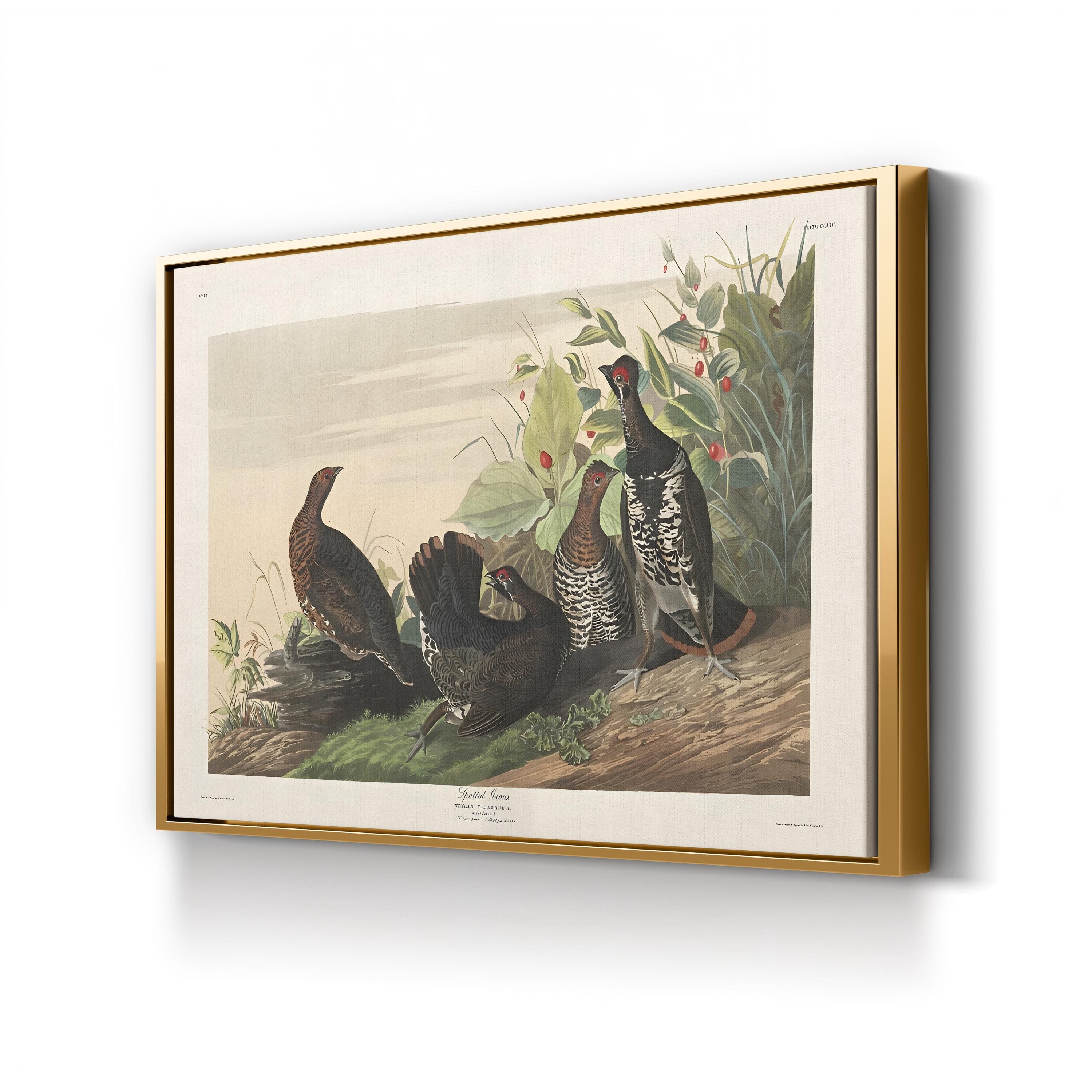 Spotted Grouse, 19th Century – Period Illustration Wall Art | Bird Engraving Canvas Print
