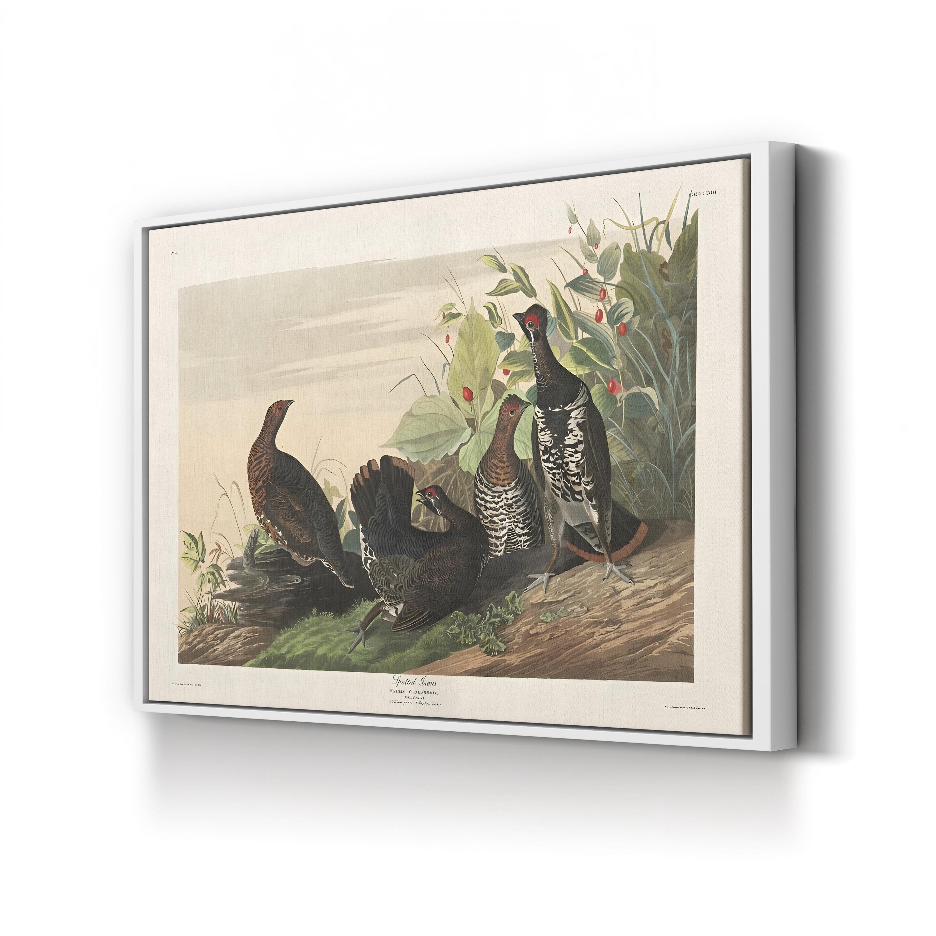 Spotted Grouse, 19th Century – Period Illustration Wall Art | Bird Engraving Canvas Print