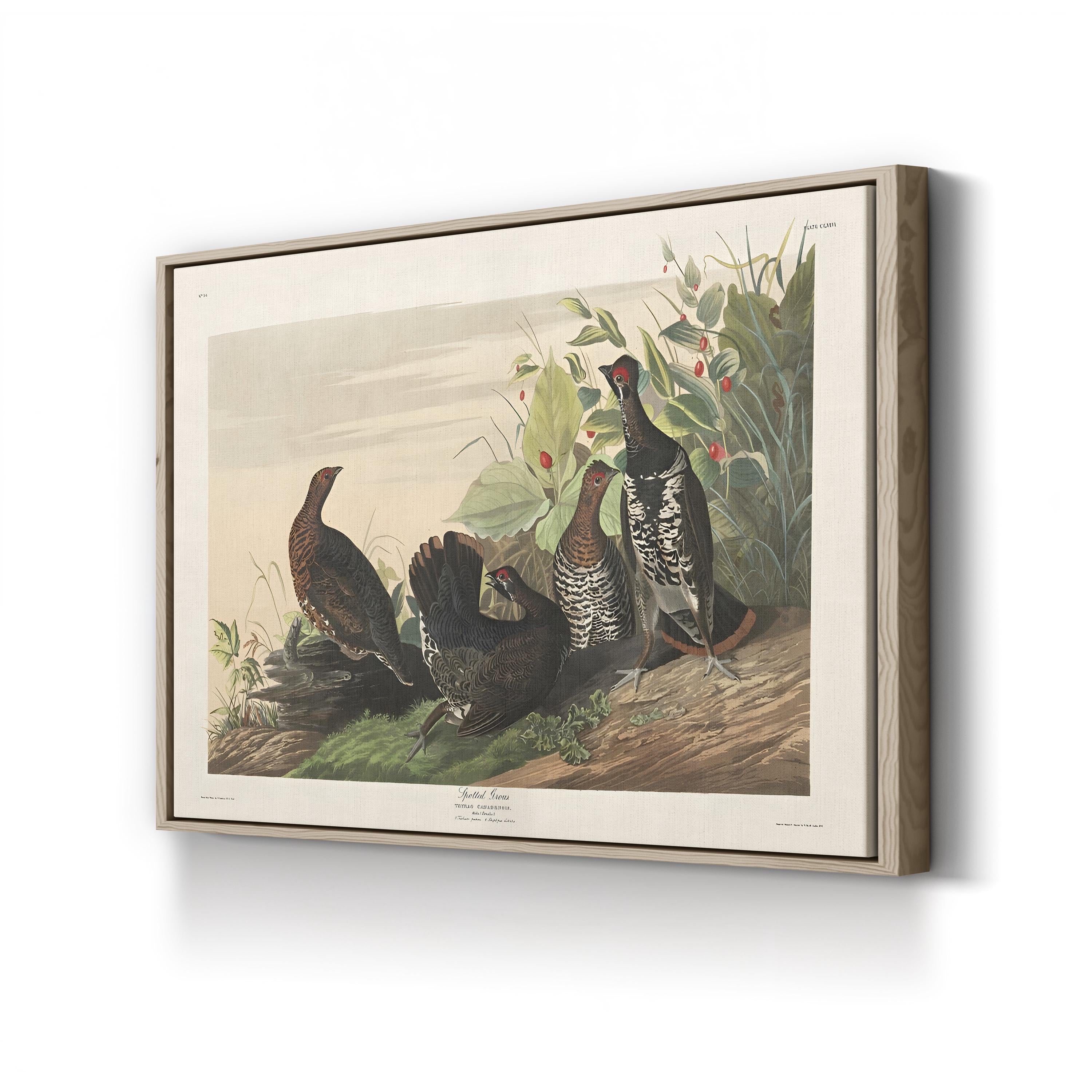 Spotted Grouse, 19th Century – Period Illustration Wall Art | Bird Engraving Canvas Print