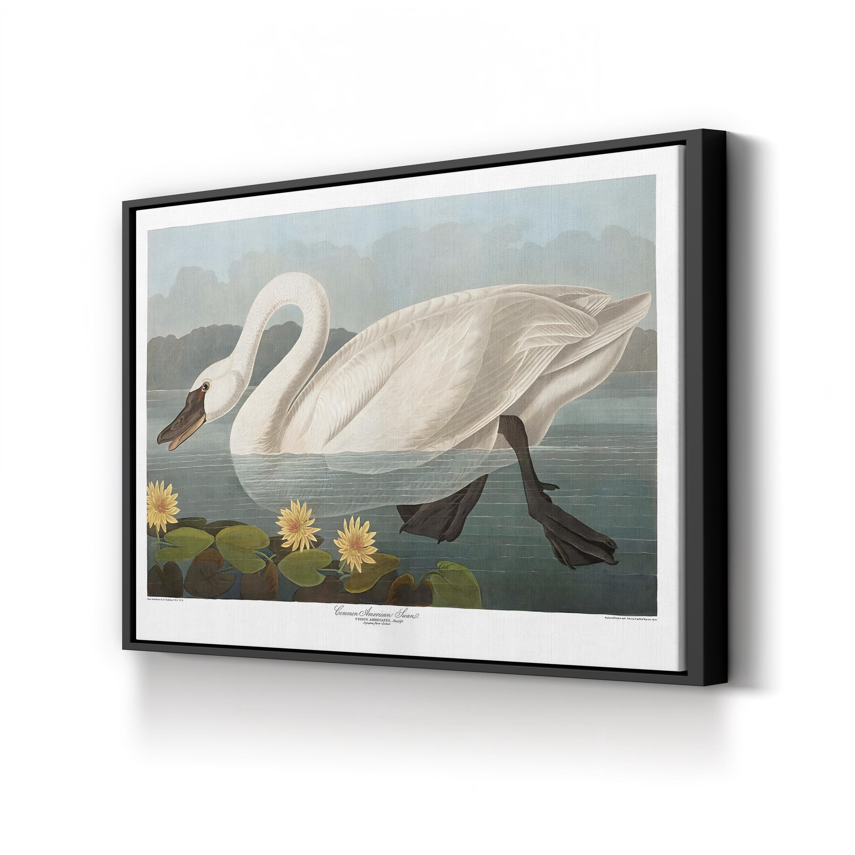Swan Wall Art by Vintage Apple Collection – Vintage Scientific Bird Illustration Canvas Print