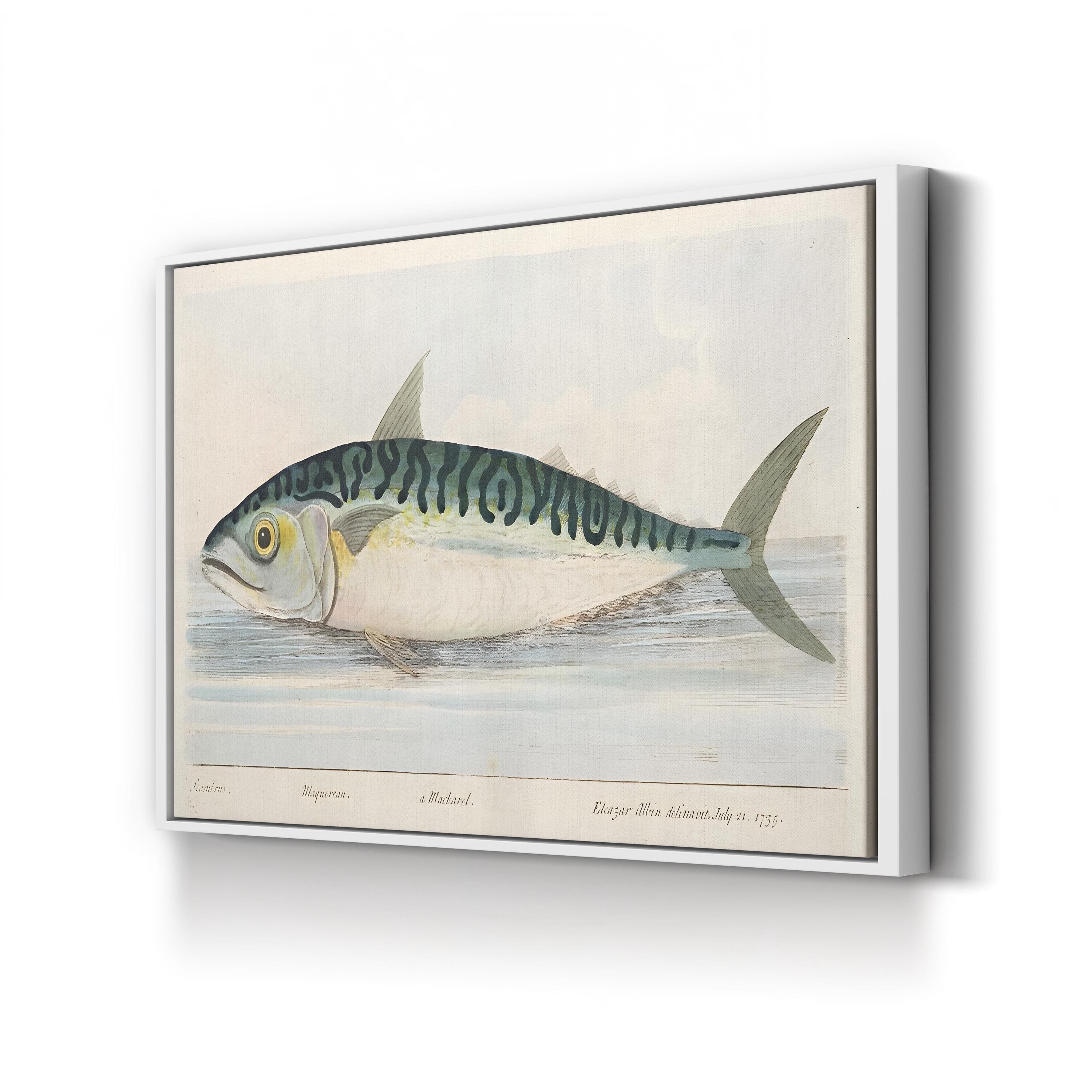 The Mackerel (1832) Wall Art by Eleazar Albin – Antique Natural History Fish Engraving