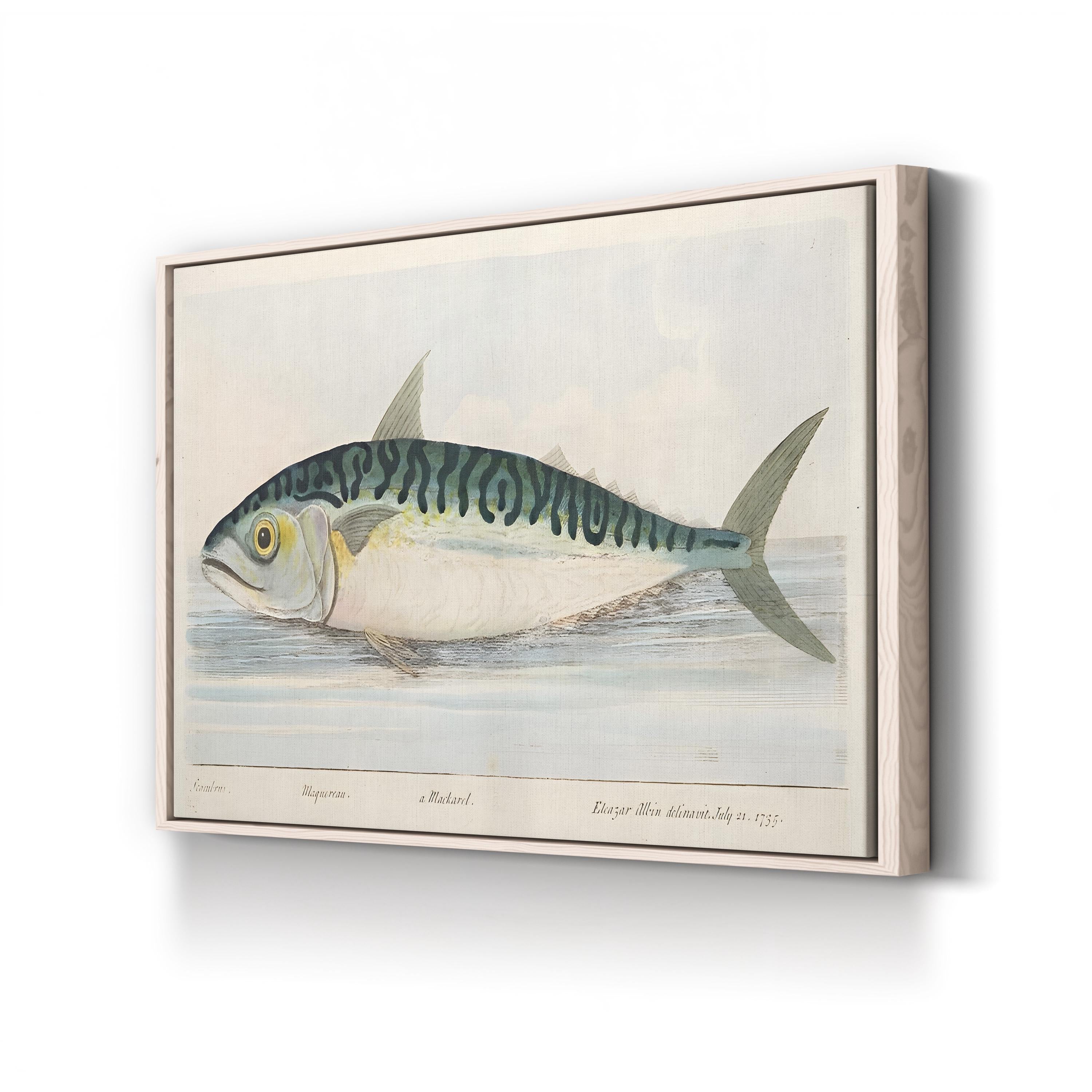 The Mackerel (1832) Wall Art by Eleazar Albin – Antique Natural History Fish Engraving