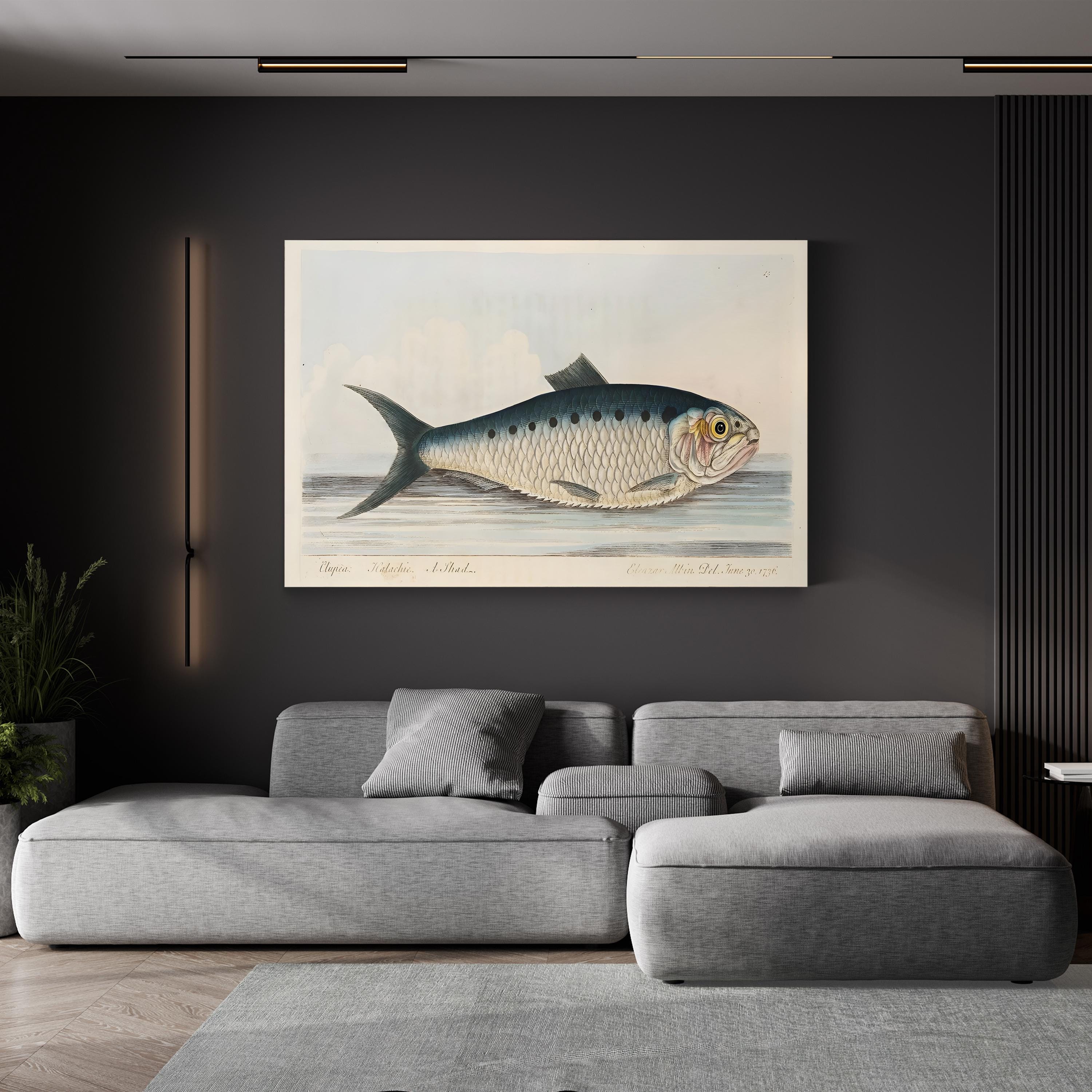 Shad Fish, by Eleazar Albin canvas print displayed in a living room