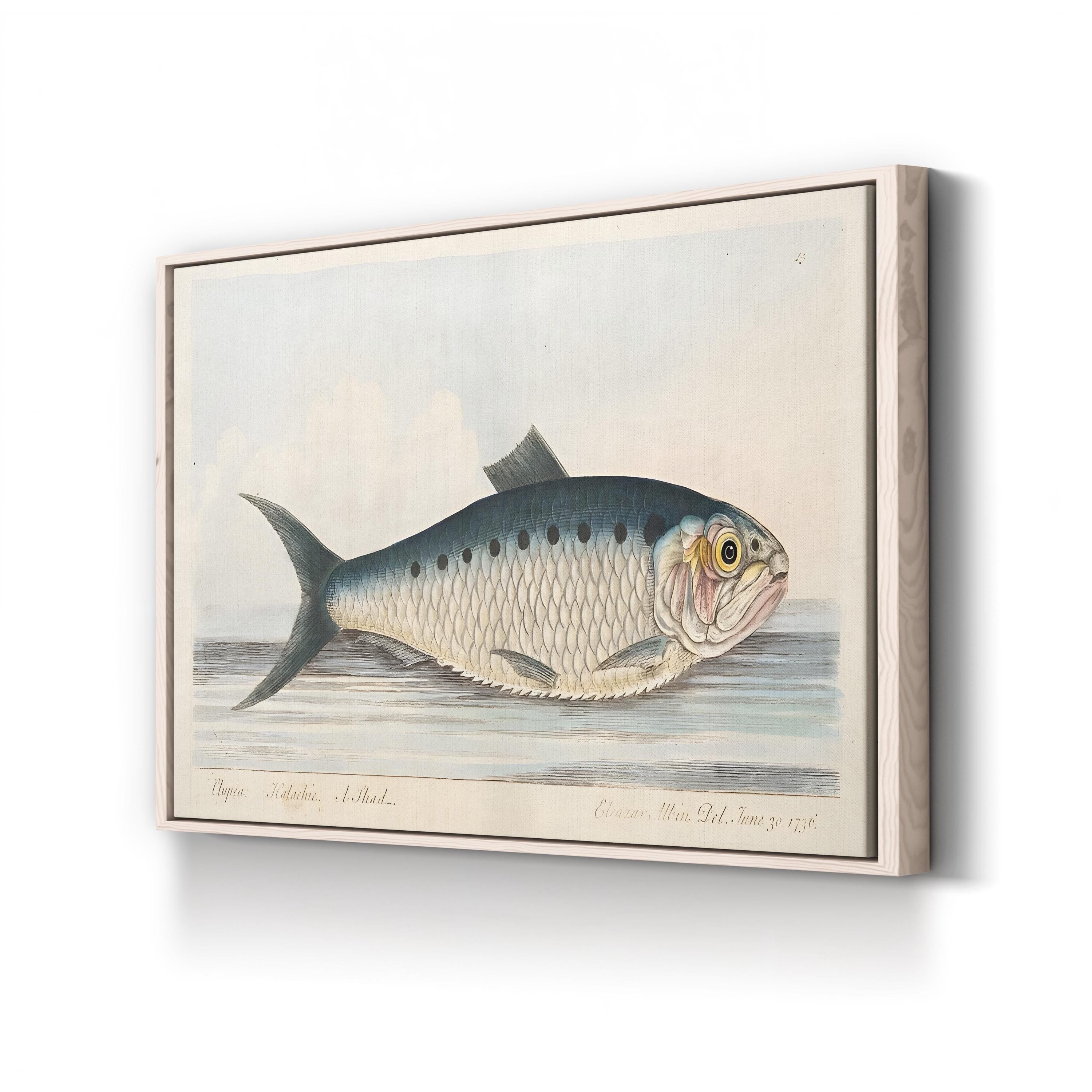 Shad Fish, by Eleazar Albin canvas print in natural frame