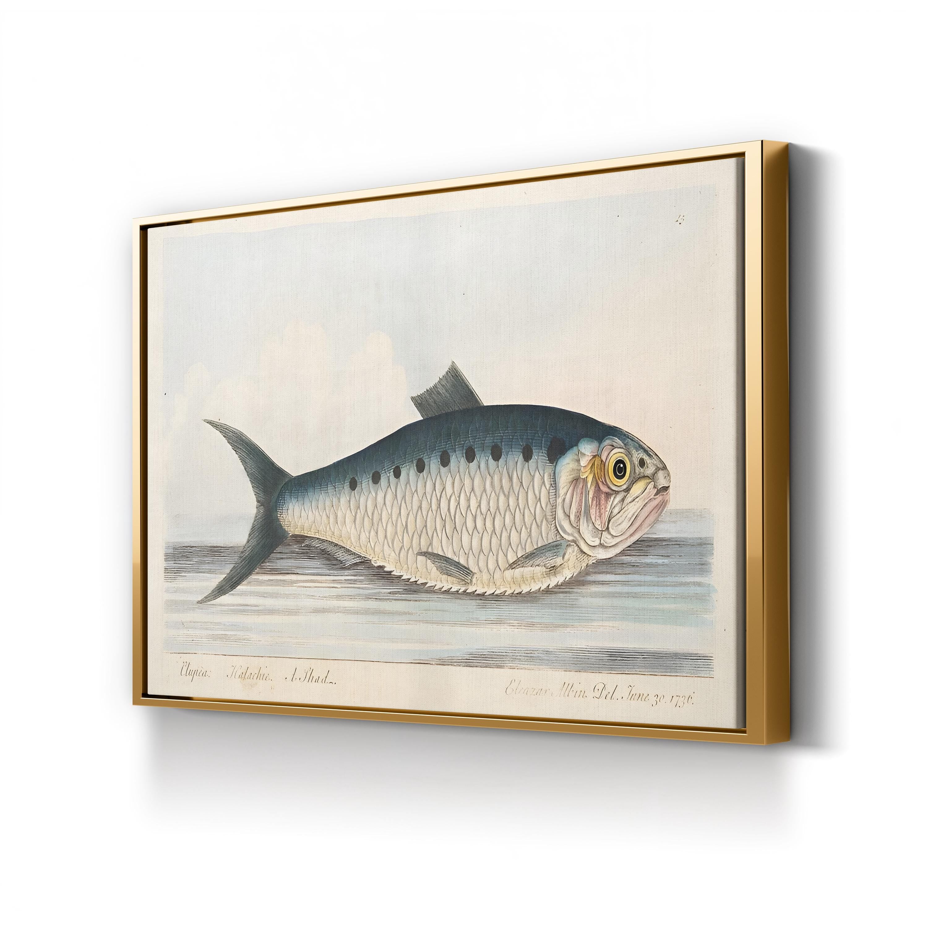 Shad Fish, by Eleazar Albin canvas print in gold frame