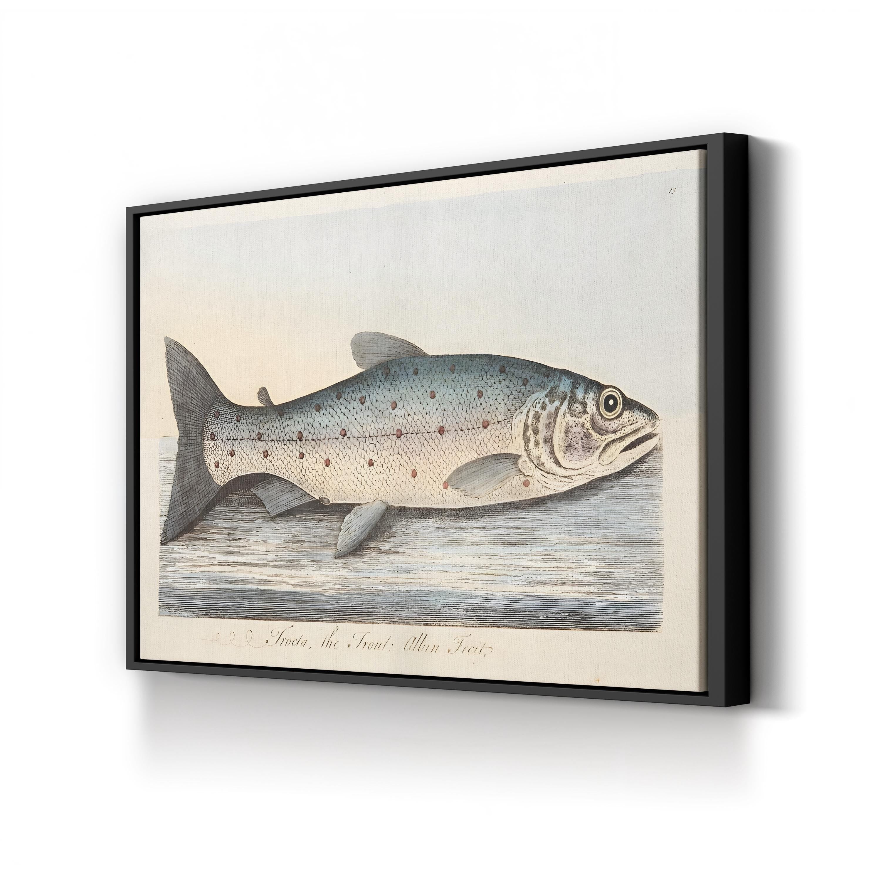 The Trout, 1832 by Eleazar Albin canvas print in Black frame