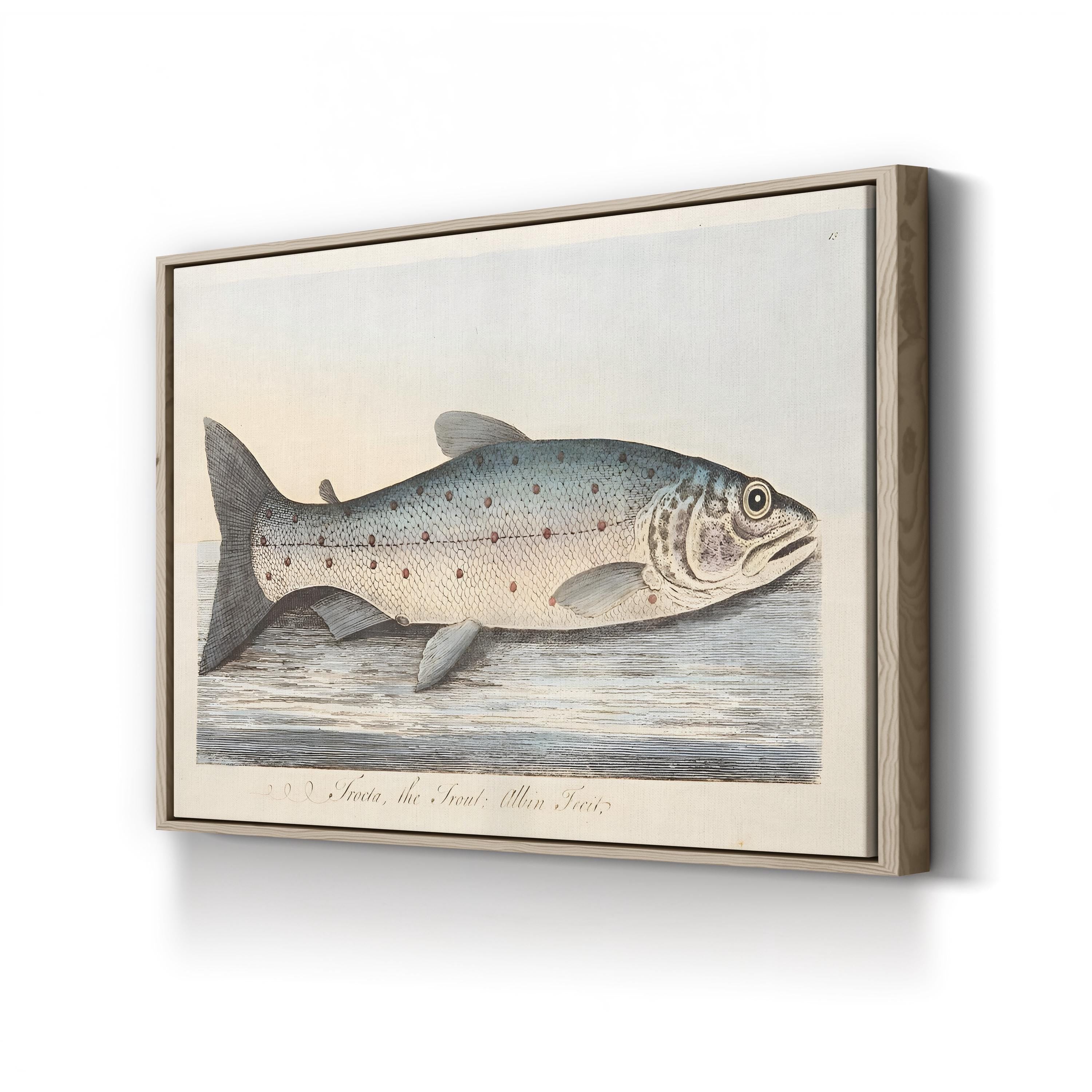 The Trout, 1832 by Eleazar Albin canvas print in Oak frame