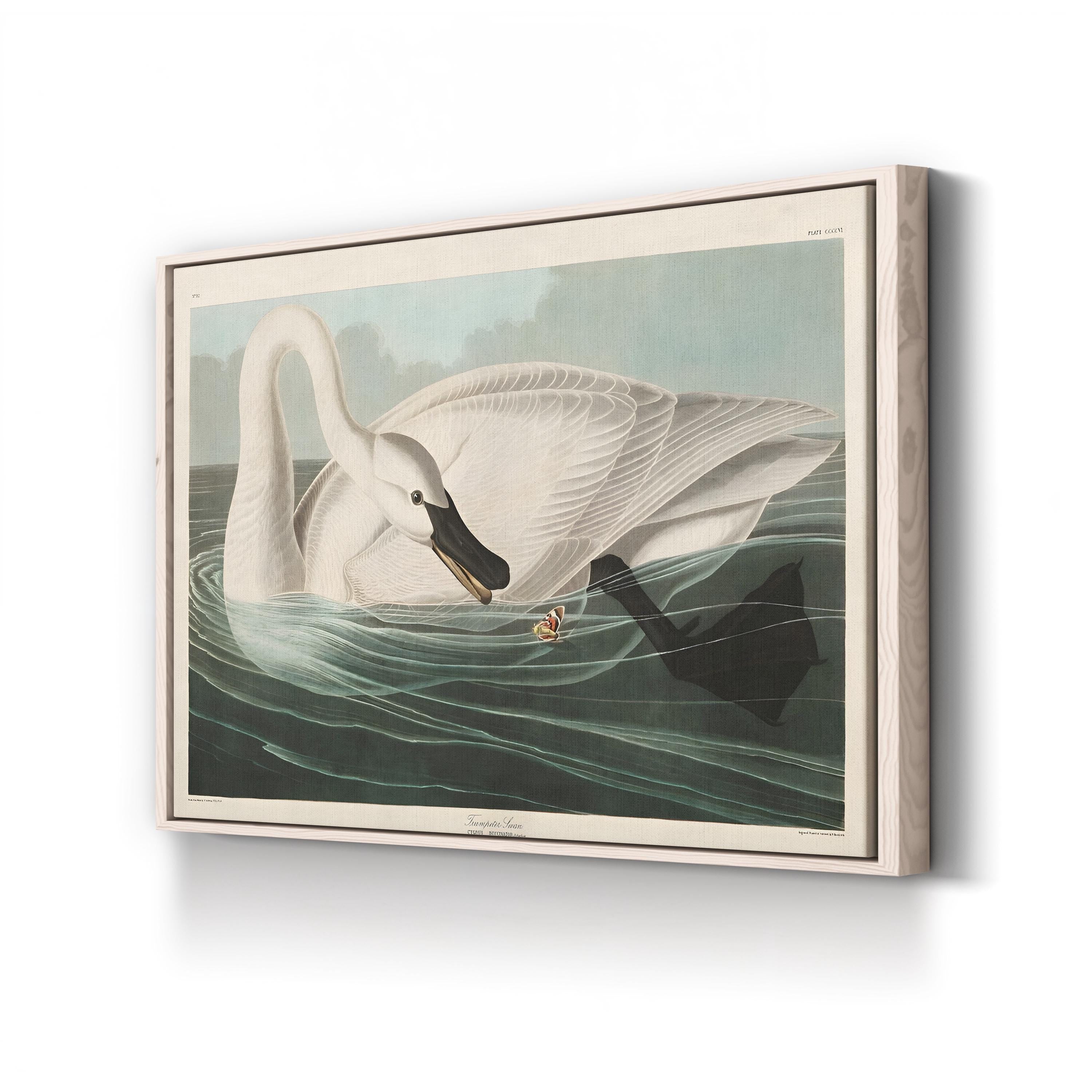 Trumpeter Swan Canvas Art Print: Vintage Wildlife Wall Art in Hand-Cut Wood Frame