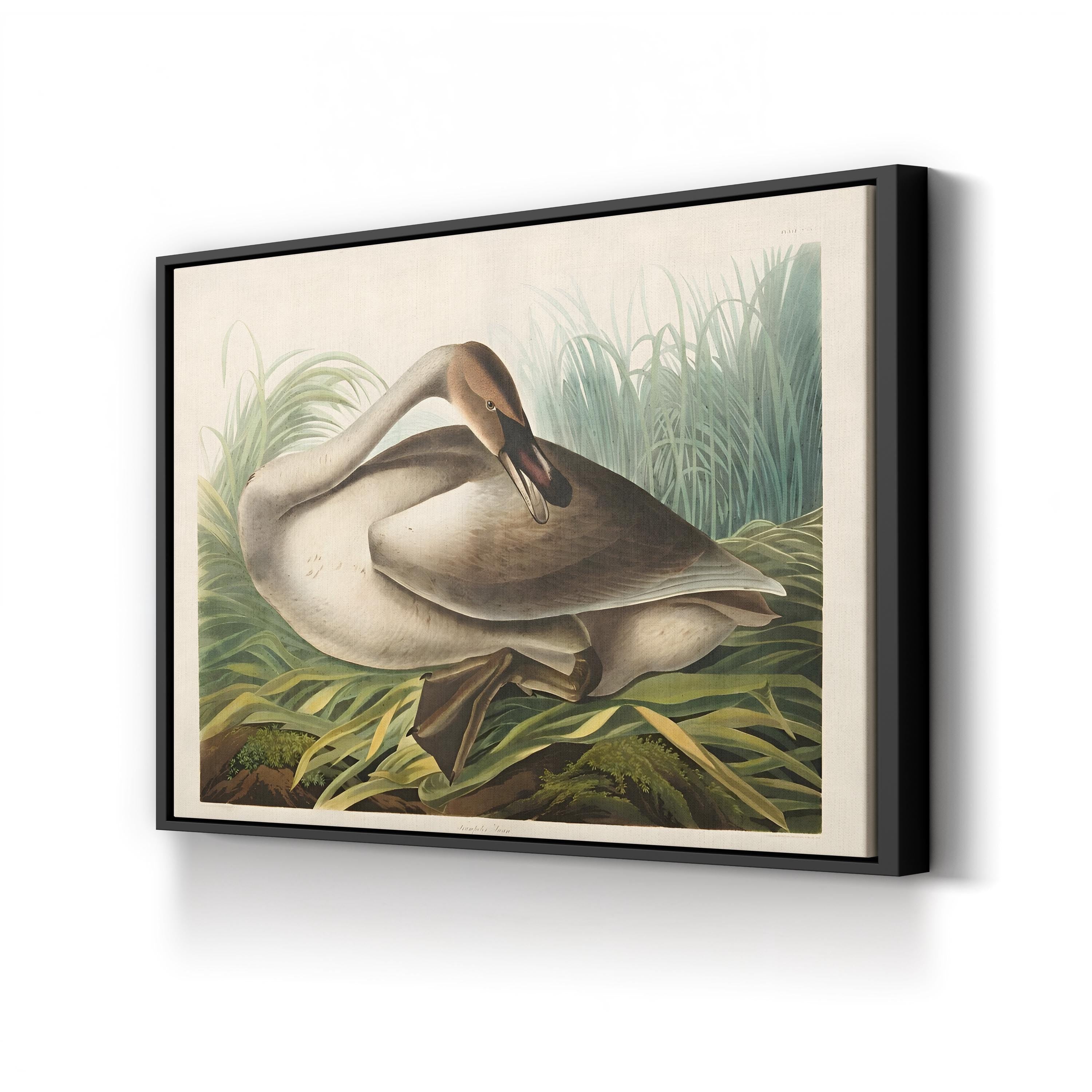 Trumpeter Swans Canvas Wall Art: Audubon Hand-Colored Wildlife Print