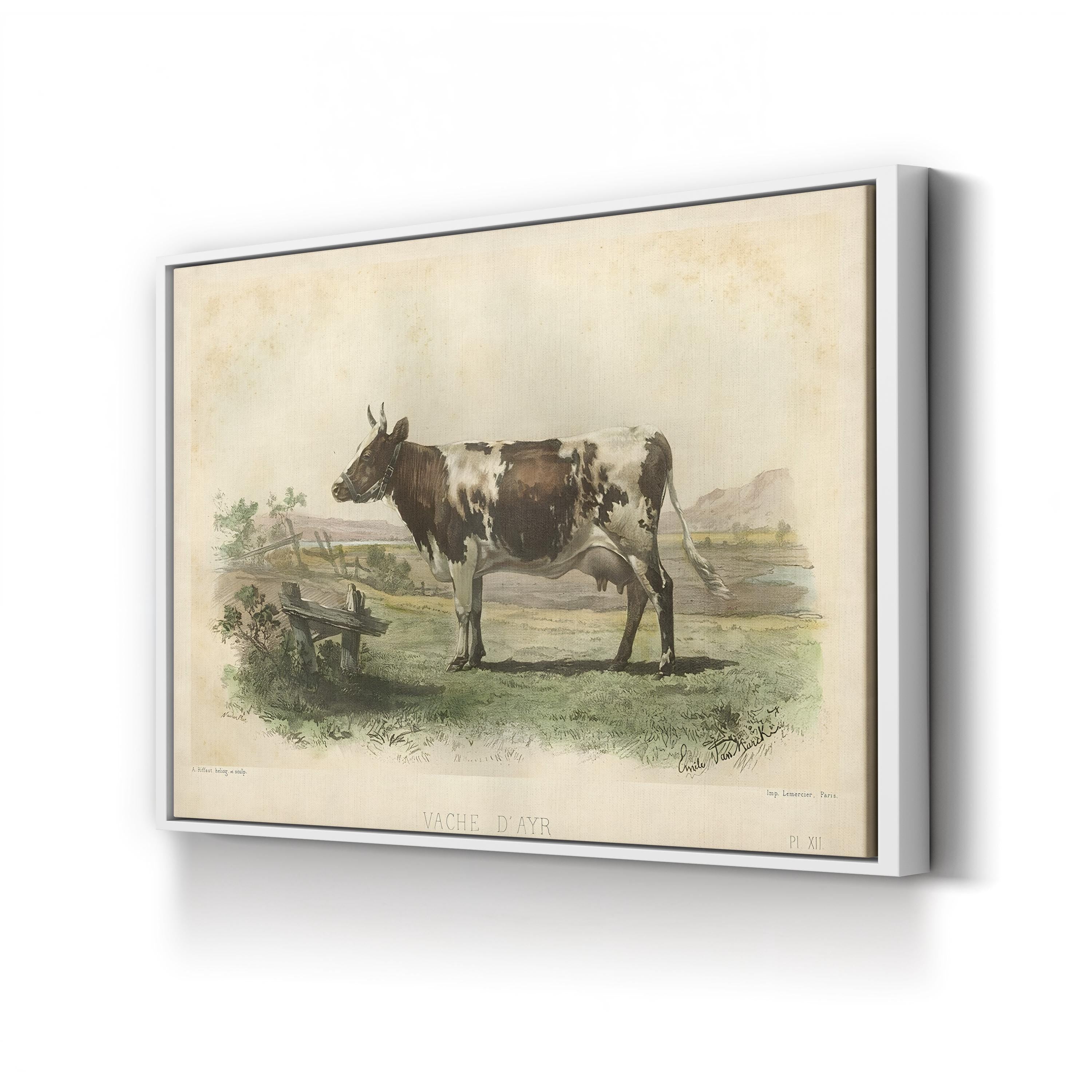 Vache d’Ayr Ayrshire Cow – Period Illustration Wall Art | Rustic Farmhouse Canvas Print