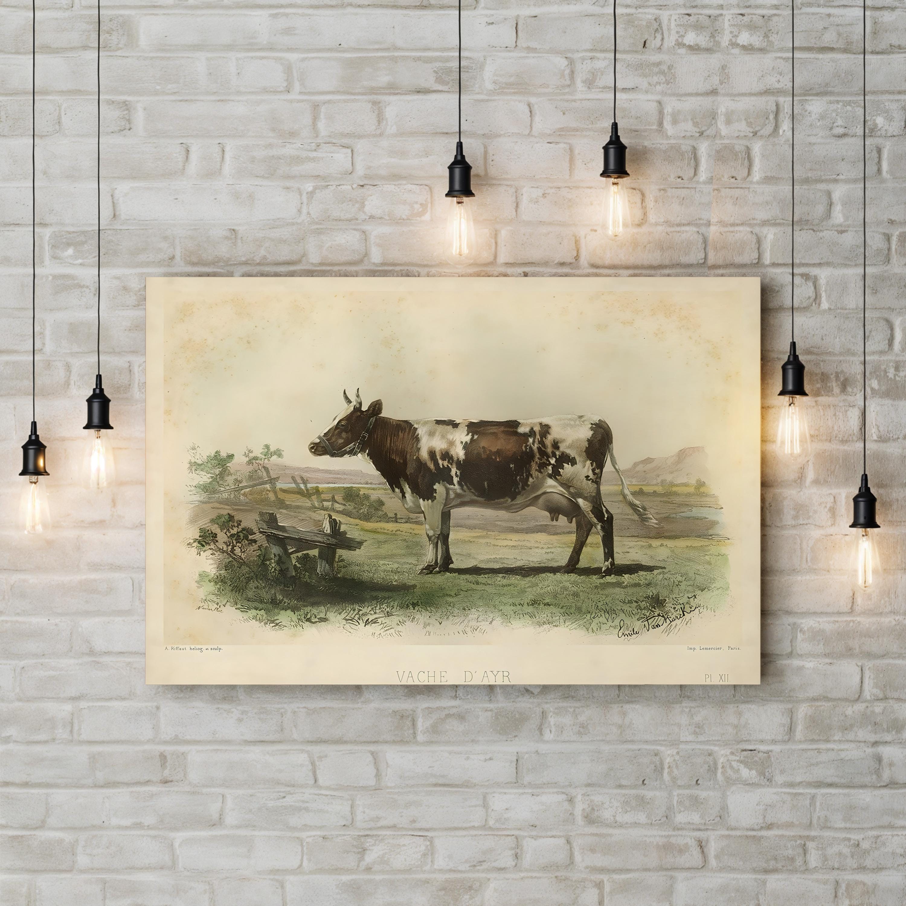 Vache d’Ayr Ayrshire Cow – Period Illustration Wall Art | Rustic Farmhouse Canvas Print