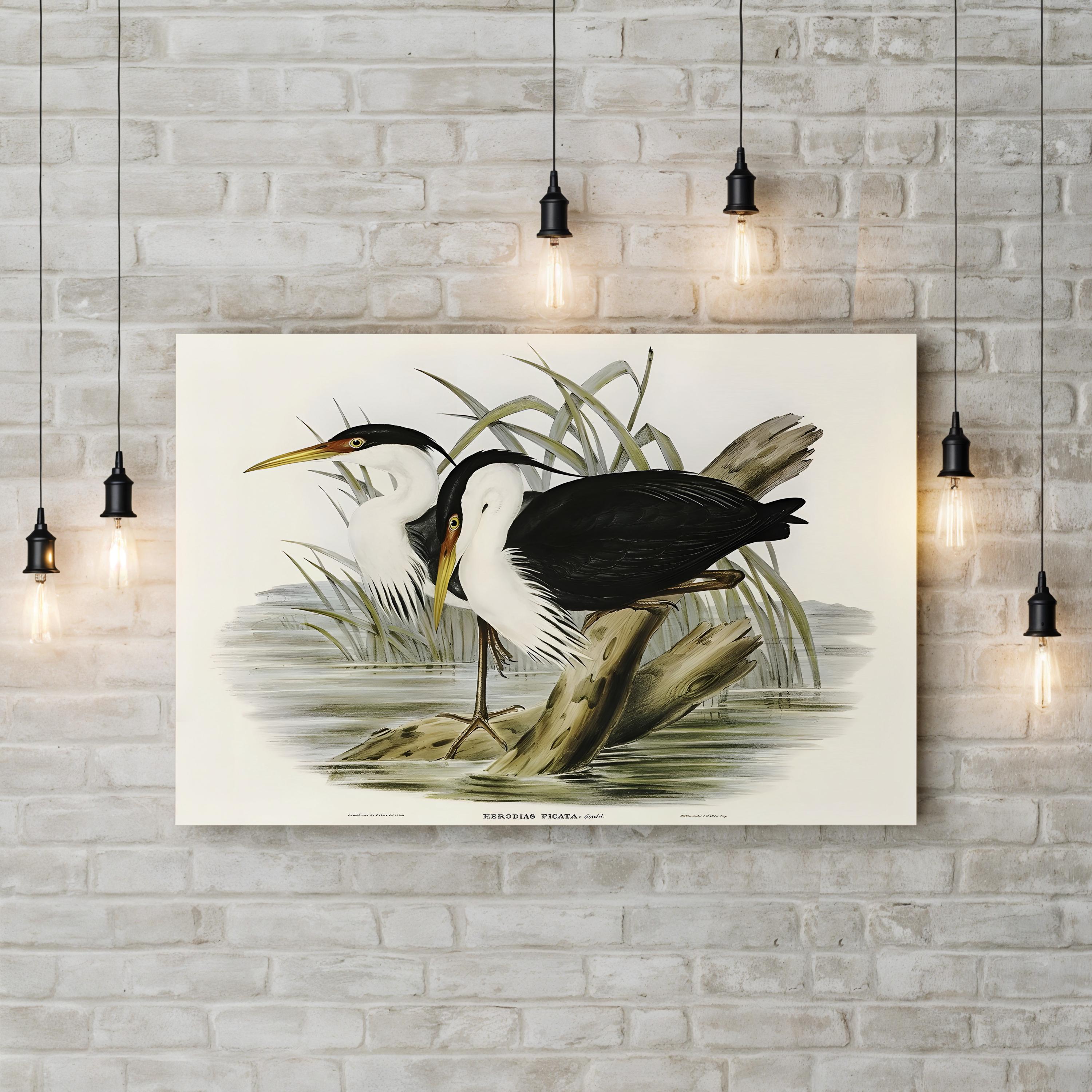 Vintage Heron Waterbird – Period Illustration Wall Art | Black & White Canvas Print