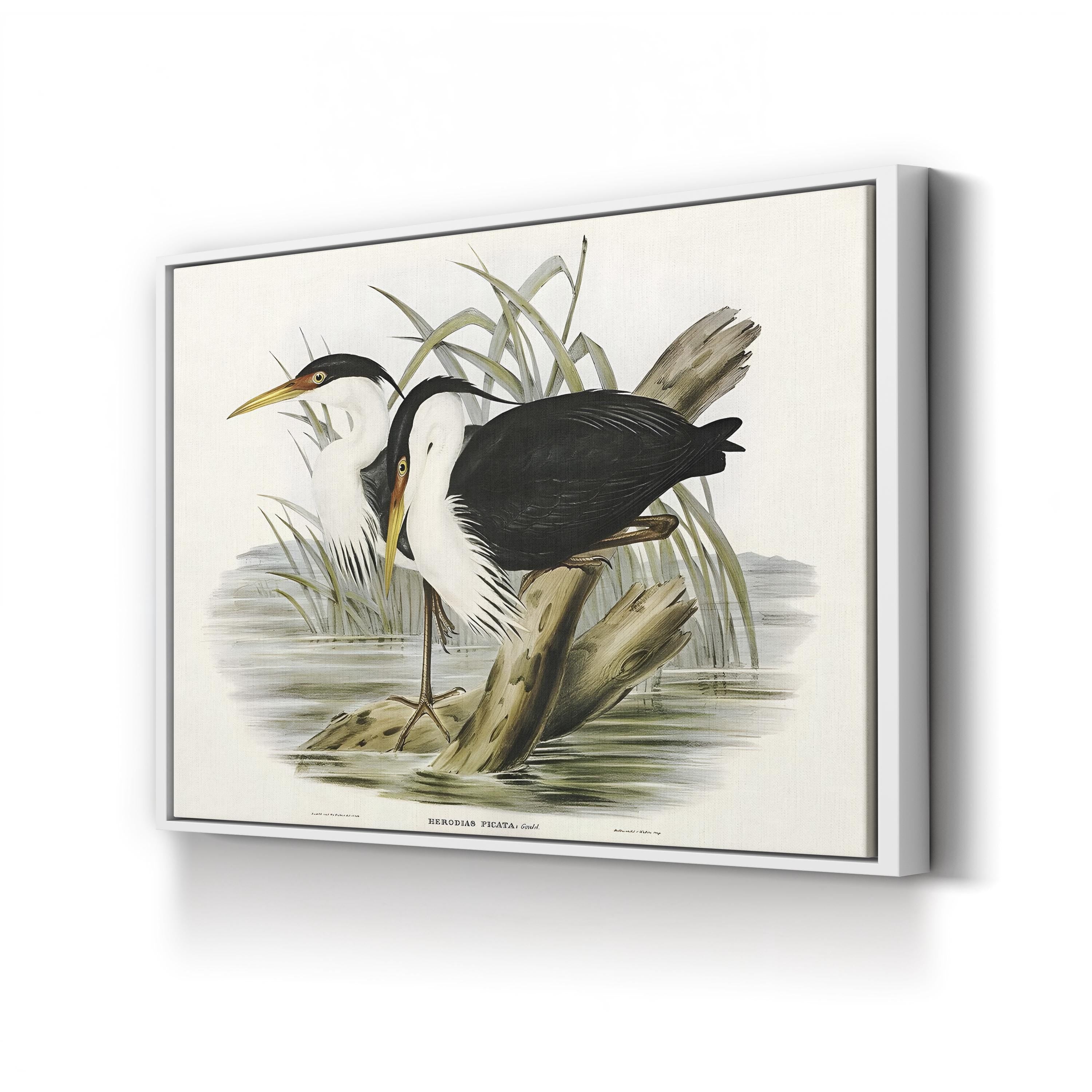 Vintage Heron Waterbird – Period Illustration Wall Art | Black & White Canvas Print