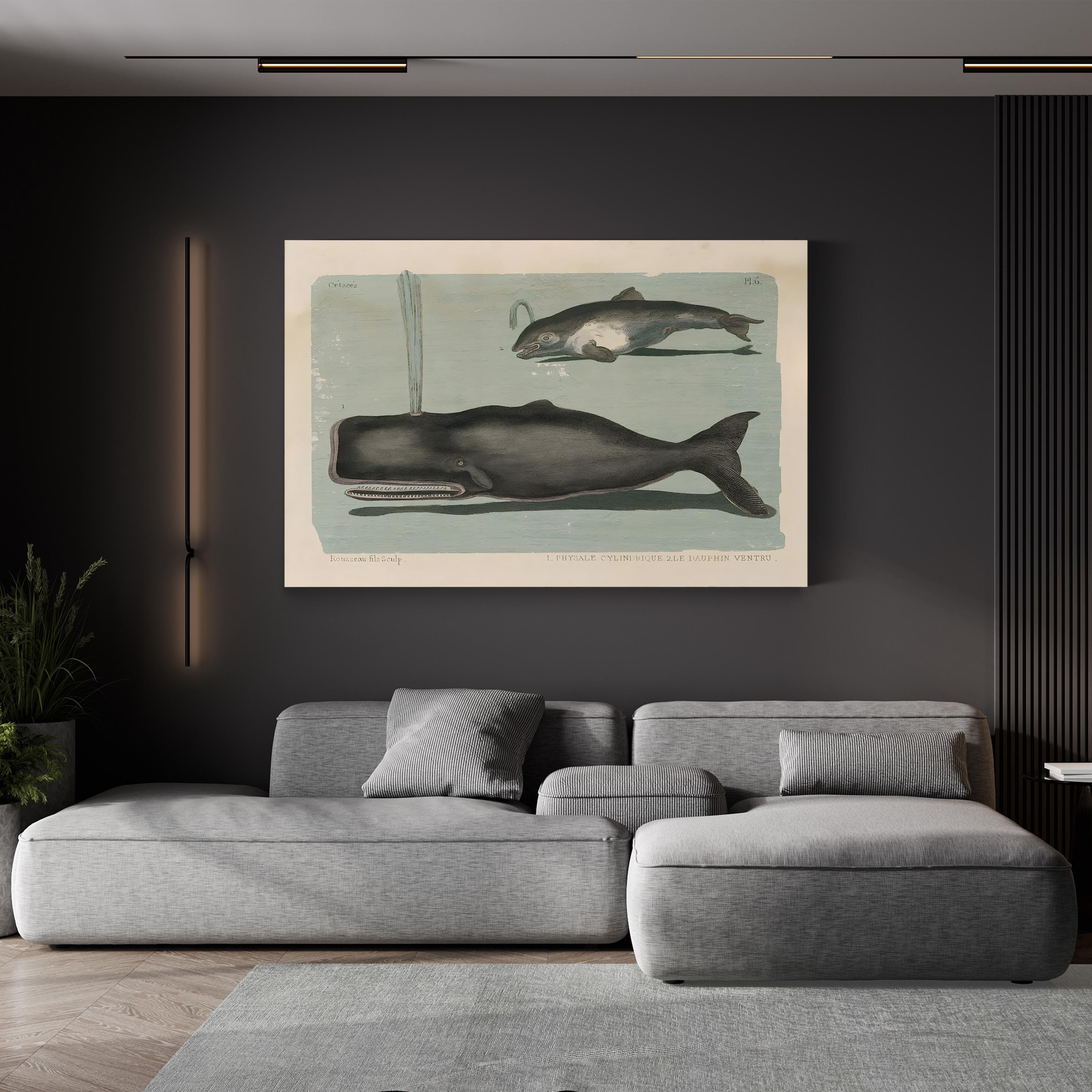 Whale Sketch II Marine Study – Period Illustration Wall Art | Vintage Coastal Canvas Print