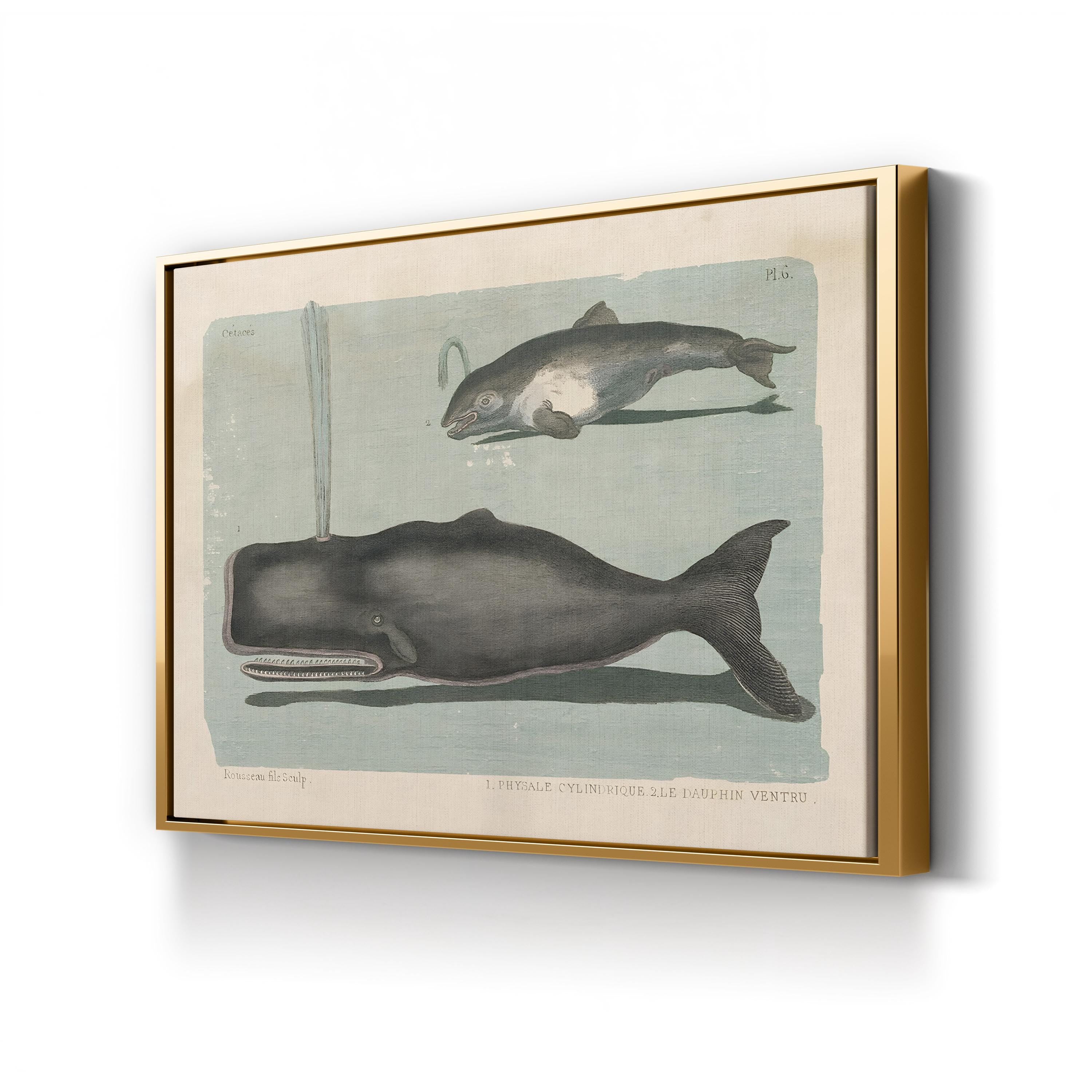 Whale Sketch II Marine Study – Period Illustration Wall Art | Vintage Coastal Canvas Print