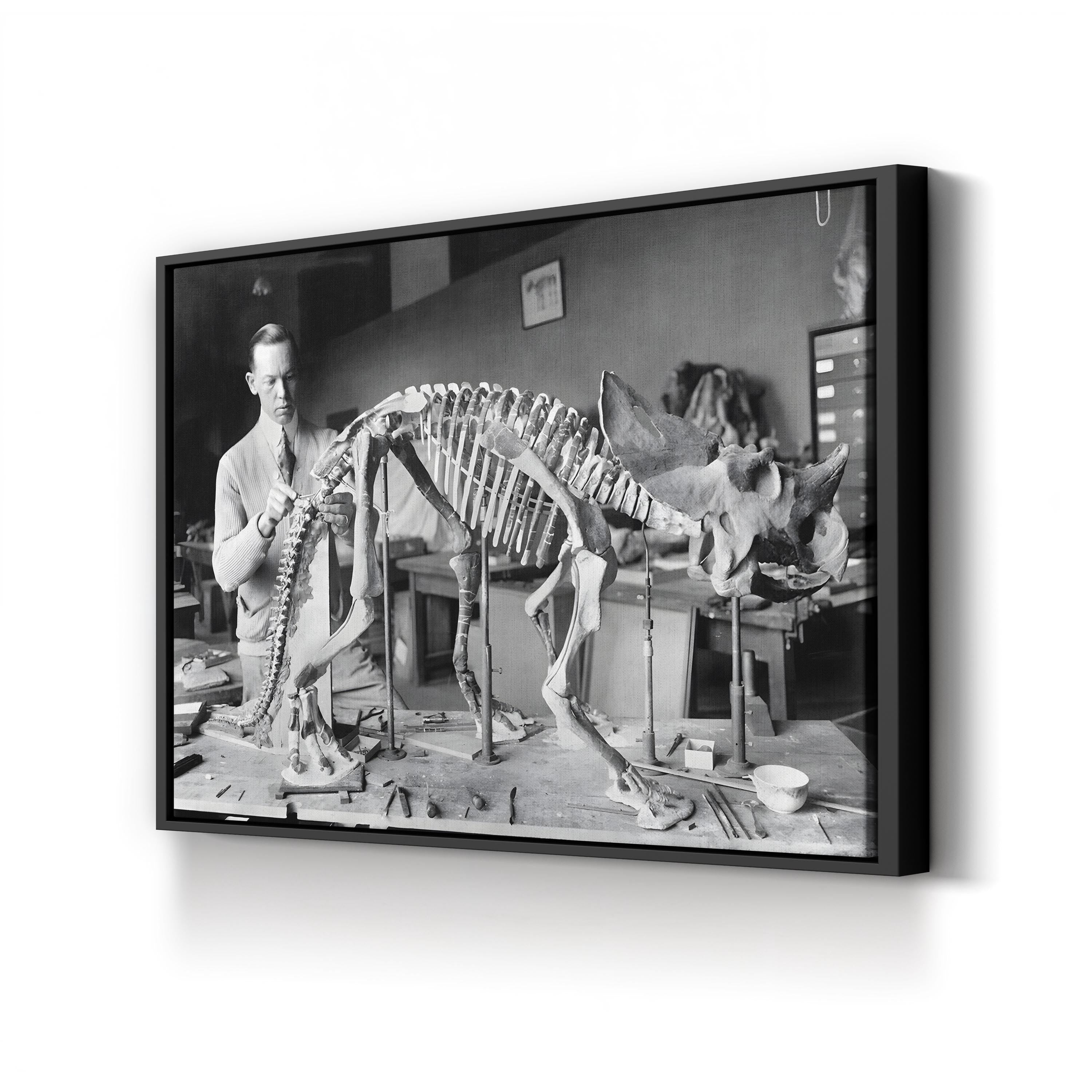 Mounted Brachyceratops Skeleton, 1921 by National Photo Company canvas print in a black frame
