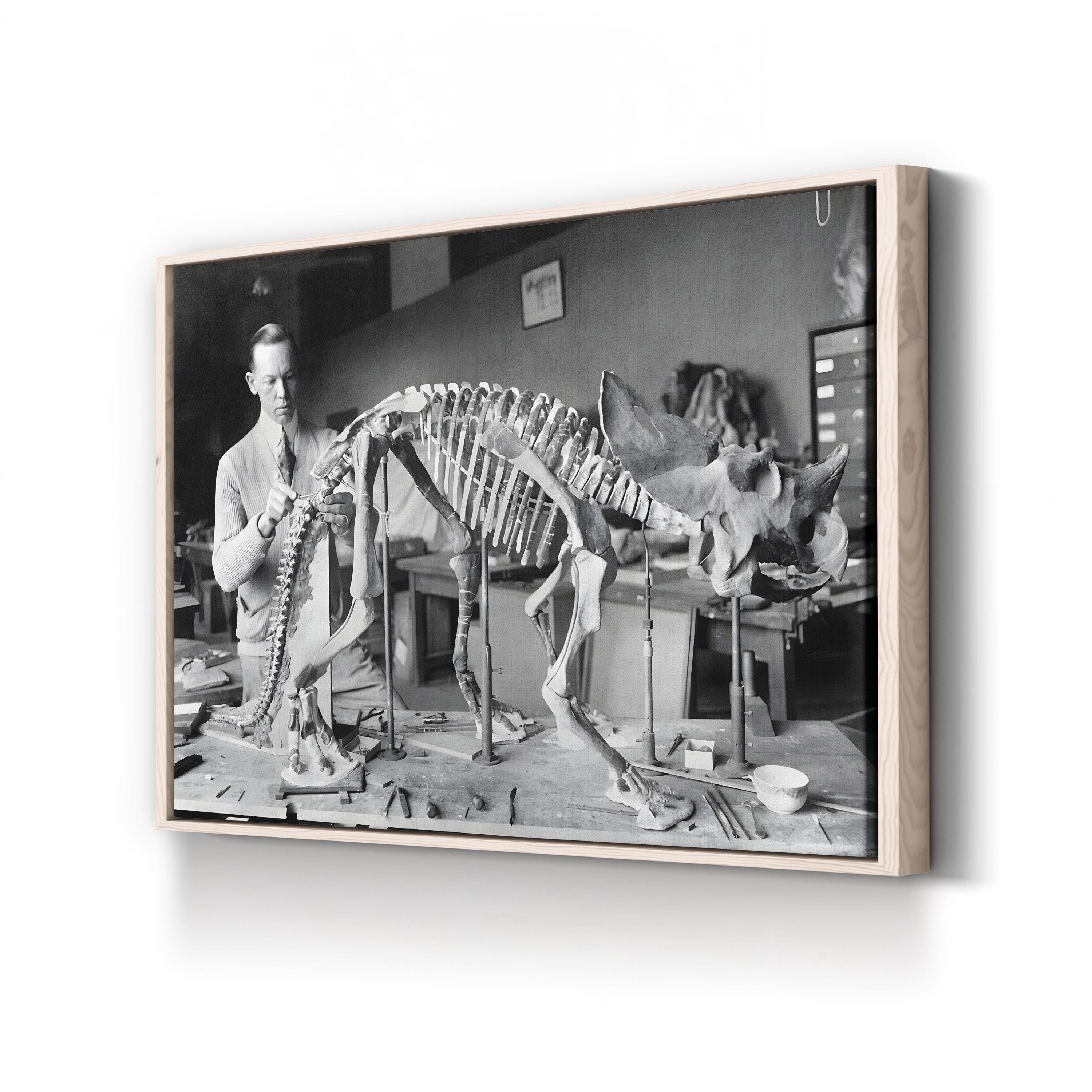 Mounted Brachyceratops Skeleton, 1921 by National Photo Company canvas print in a natural frame