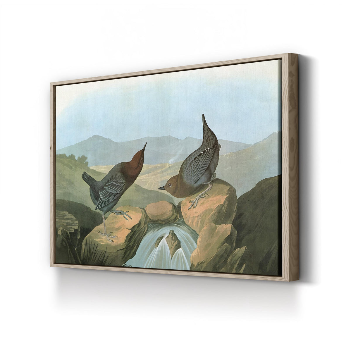 American Dipper (Water Ouzel) by John James Audubon canvas print in Oak Framed Canvas