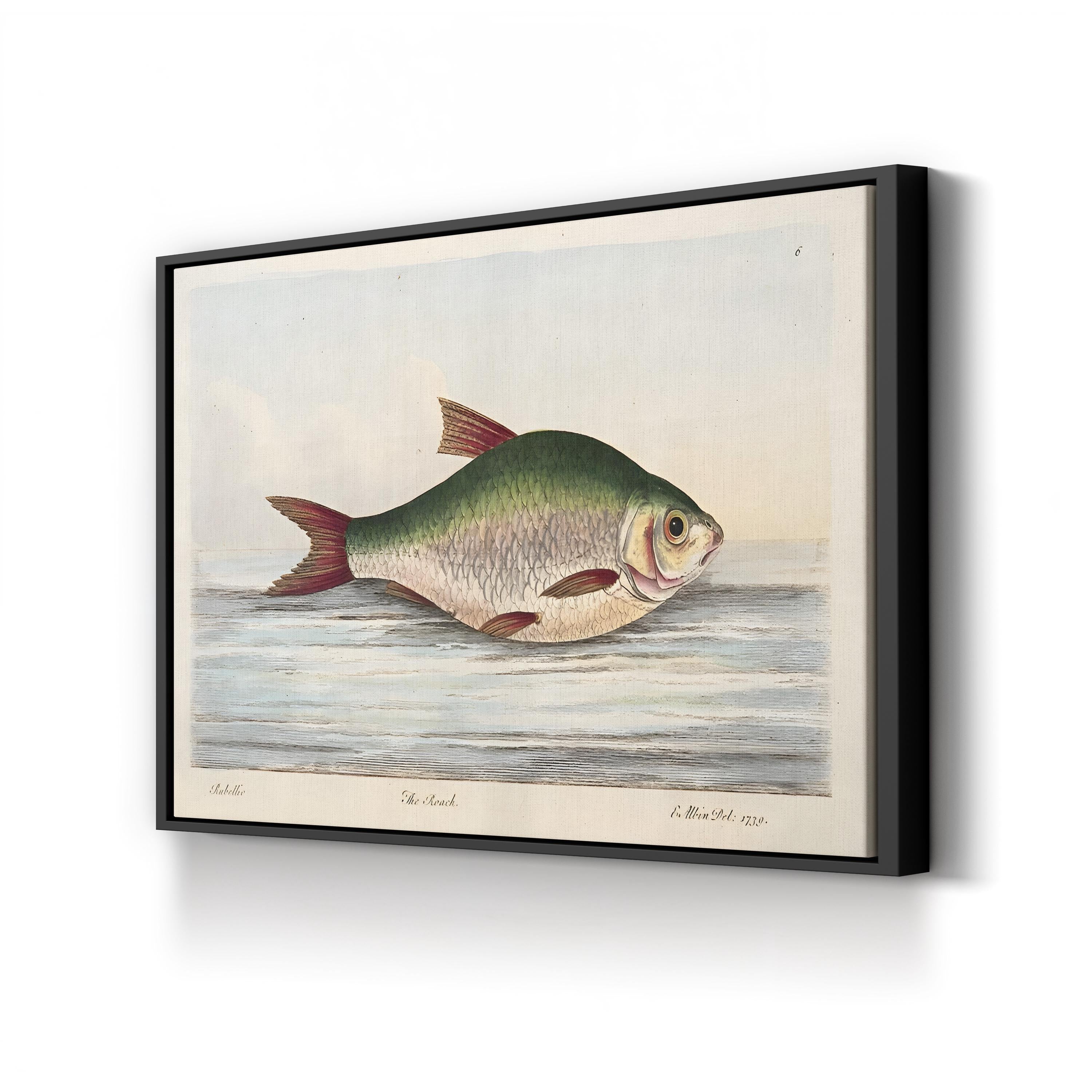 The Roach, by Eleazar Albin canvas print in Black frame
