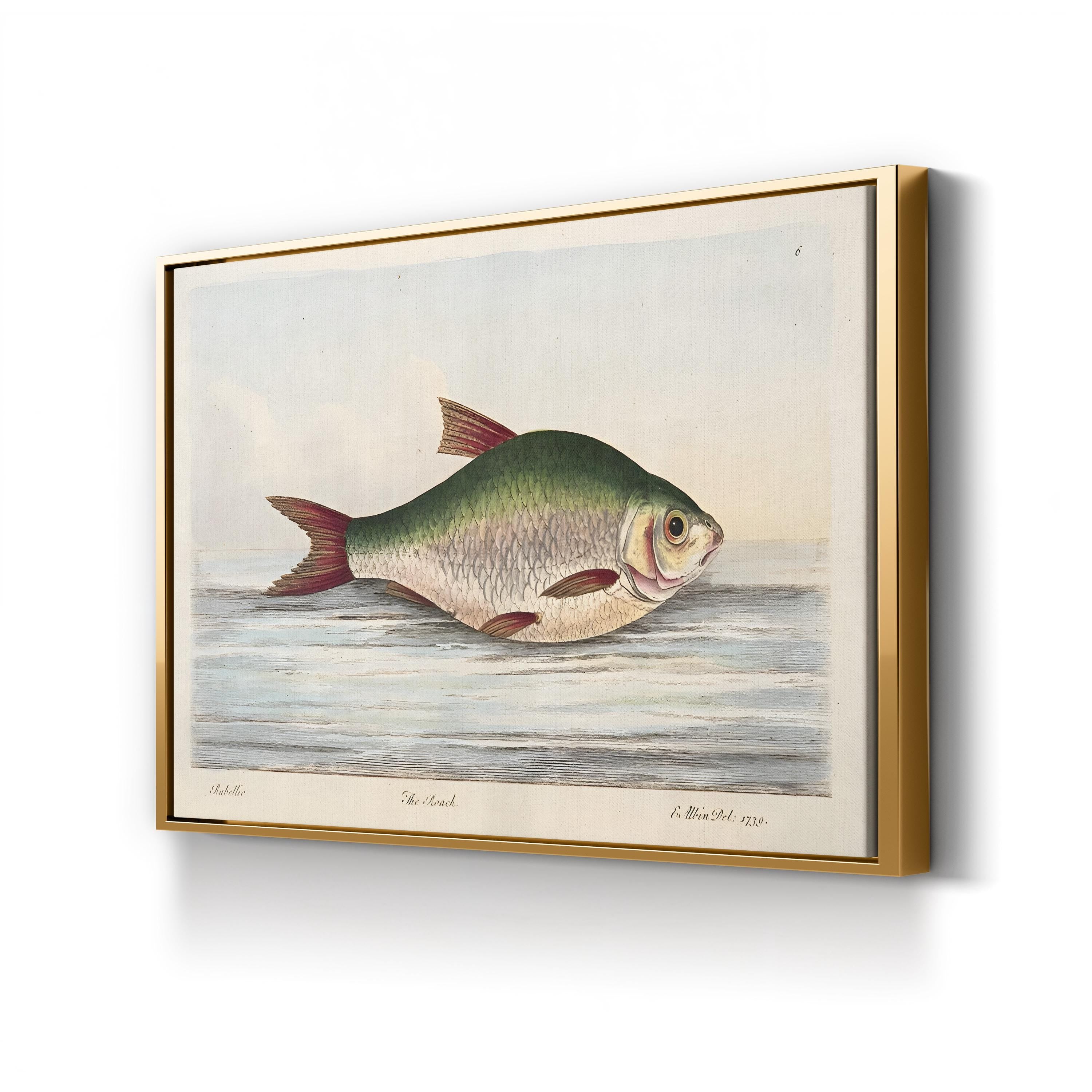 The Roach, by Eleazar Albin canvas print in Gold frame