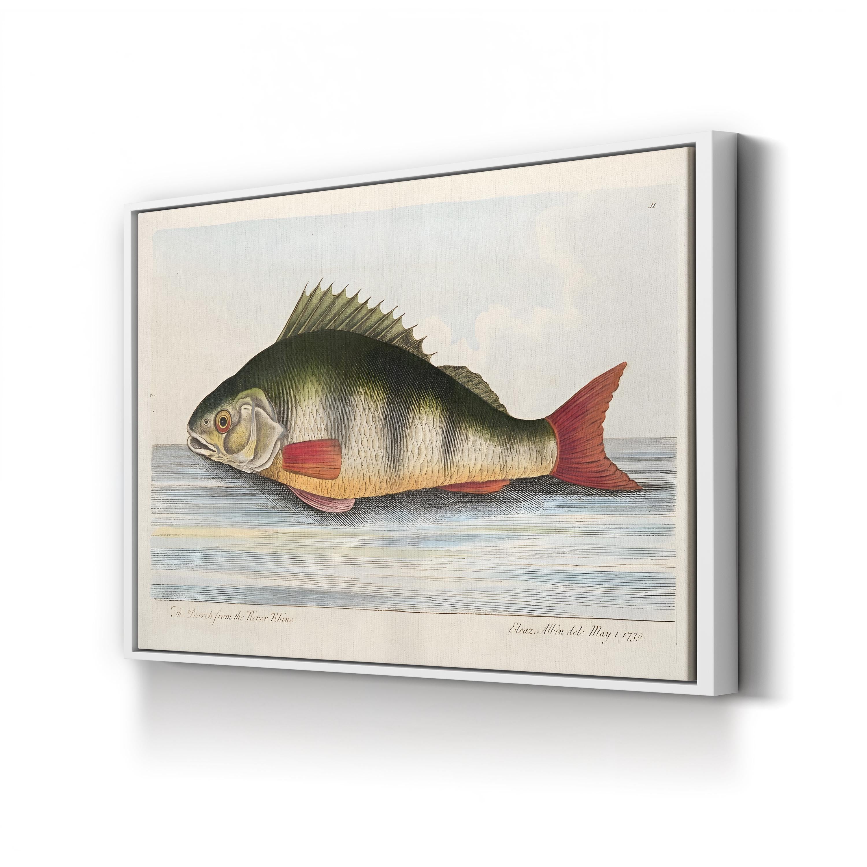 The Perch from the River Rhine, by Eleazar Albin canvas print in White frame