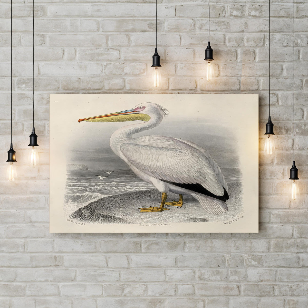 White Pelican, by Édouard Traviès canvas print displayed on a white brick wall with pendant bulbs