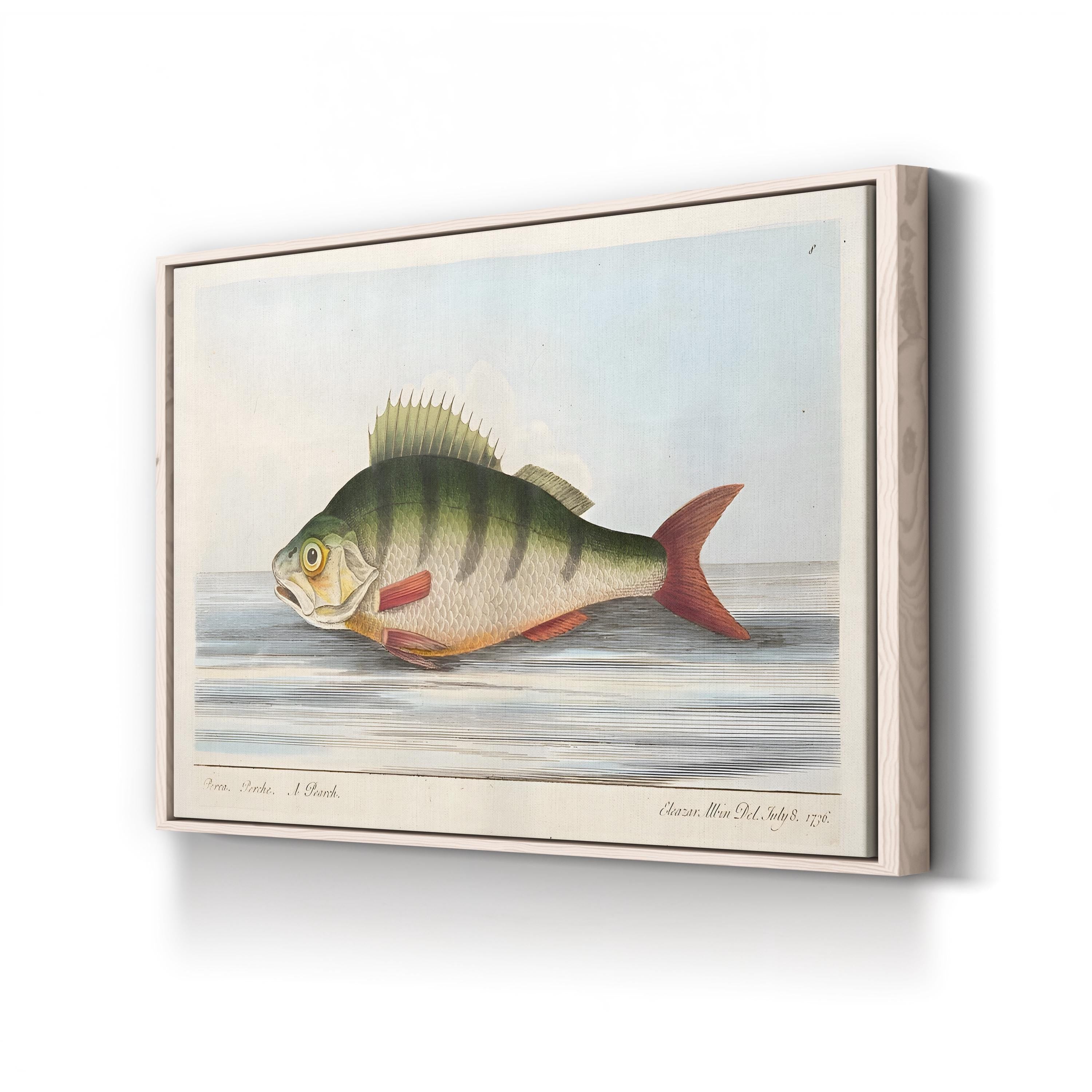 The Perch, 1832 | Antique Natural History Fish Engraving Wall Art by Eleazar Albin